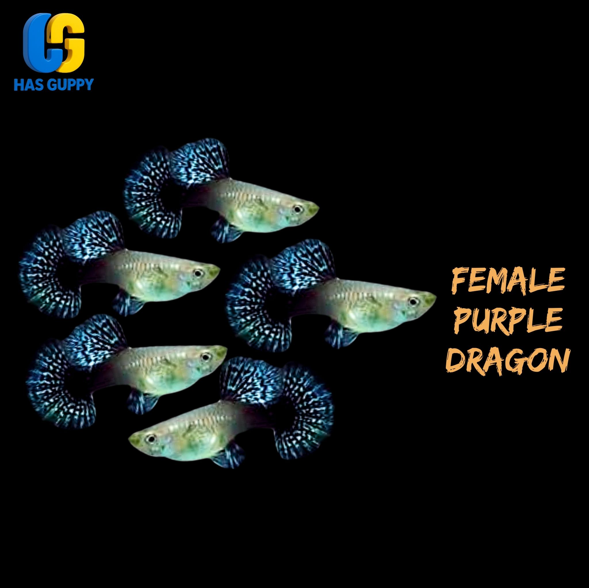 GUPPY PURPLE DRAGON