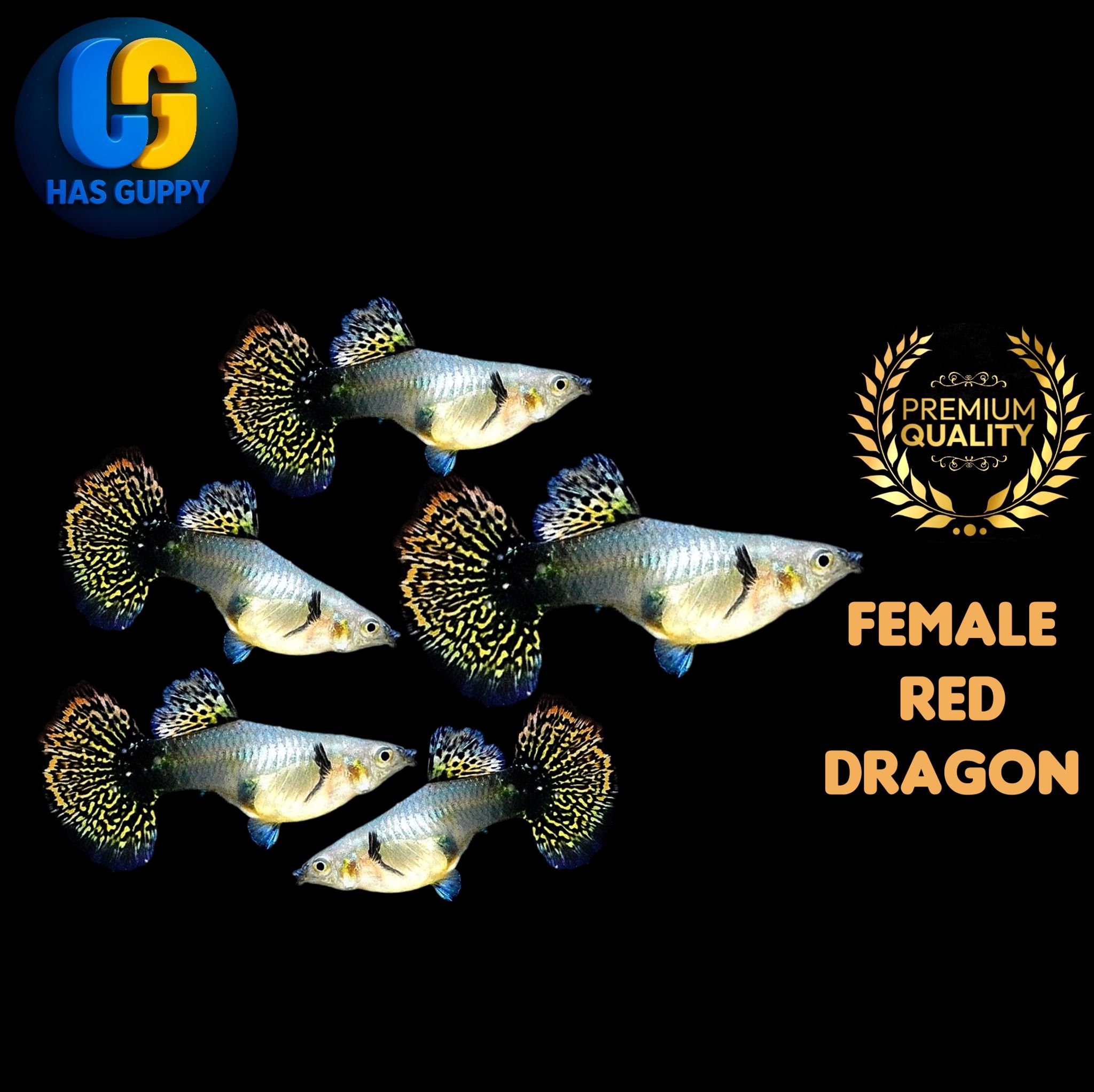 GUPPY RED DRAGON 1PAIR / 1MALLE + 1FEMALE