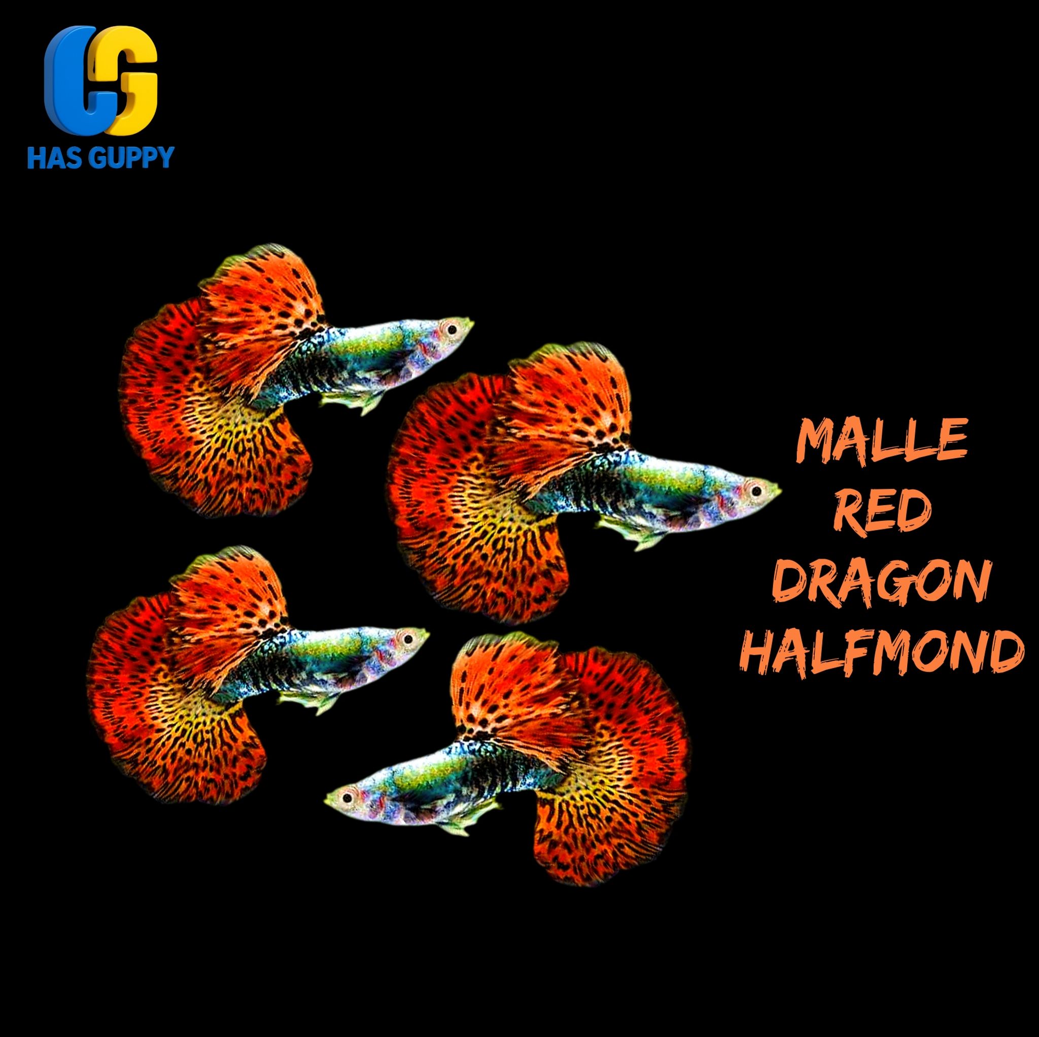 GUPPY RED DRAGON HALFMOND