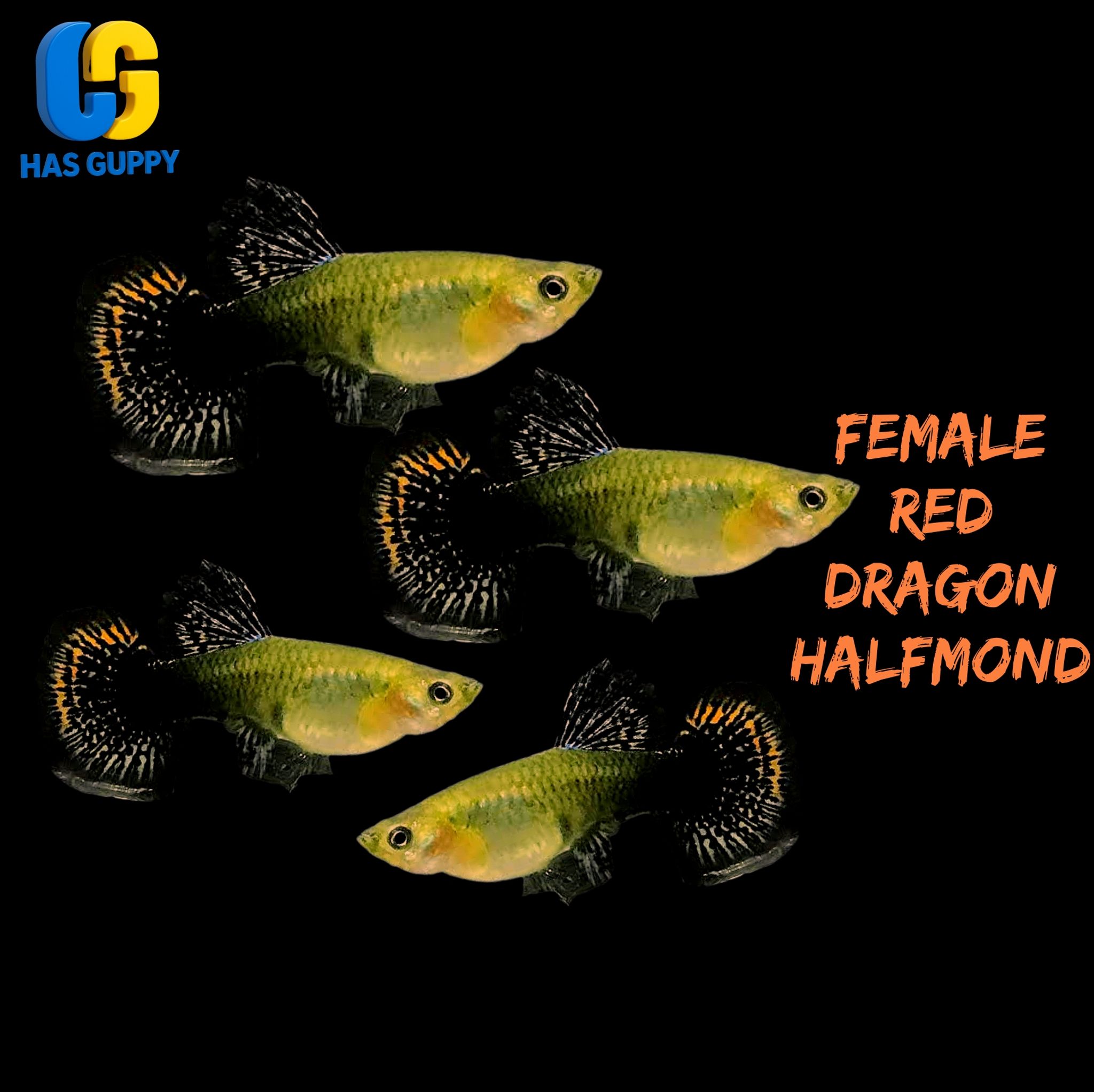 GUPPY RED DRAGON HALFMOND