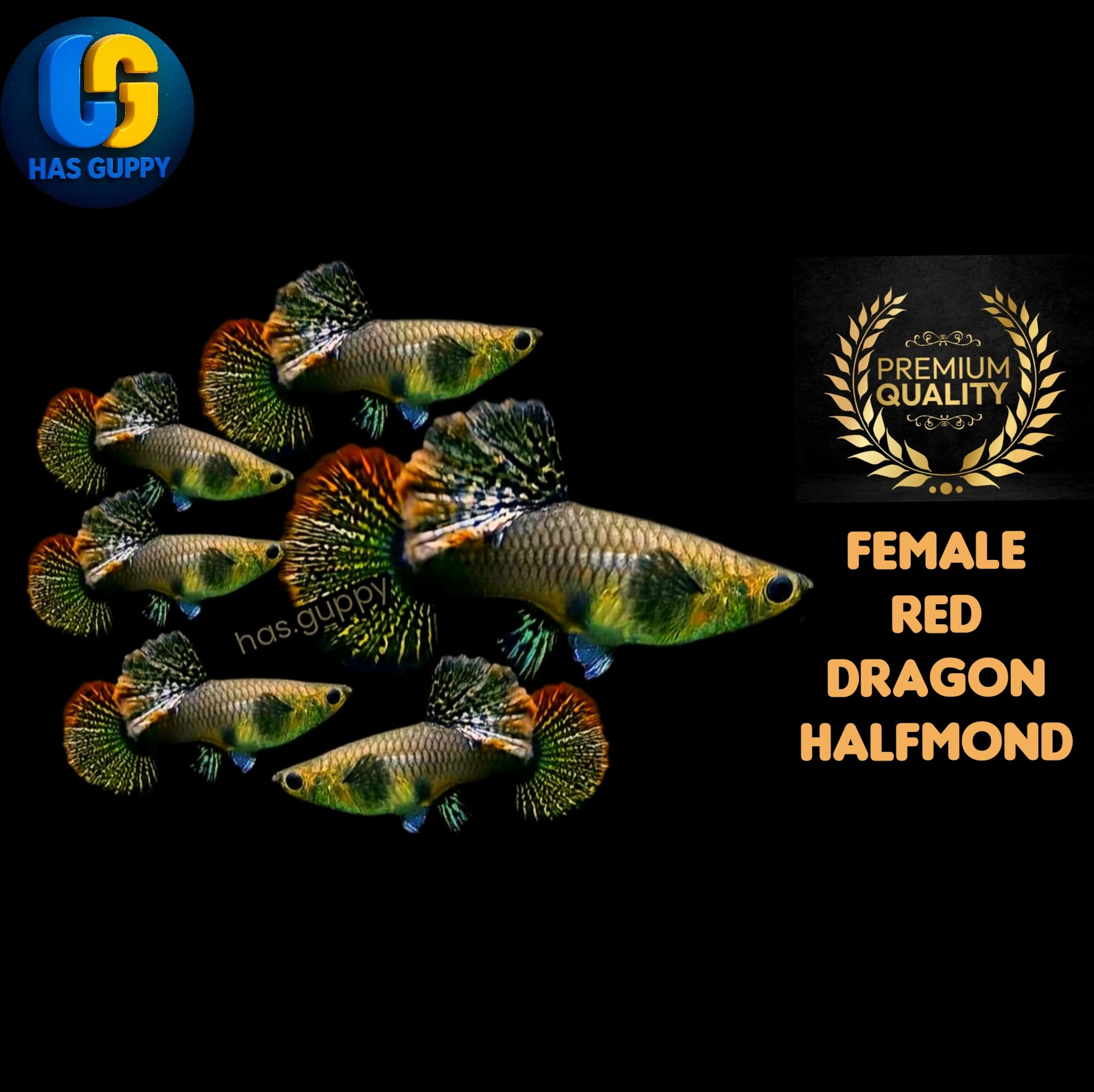 GUPPY RED DRAGON HALFMOND 1PAIR / 1MALLE + 1FEMALE