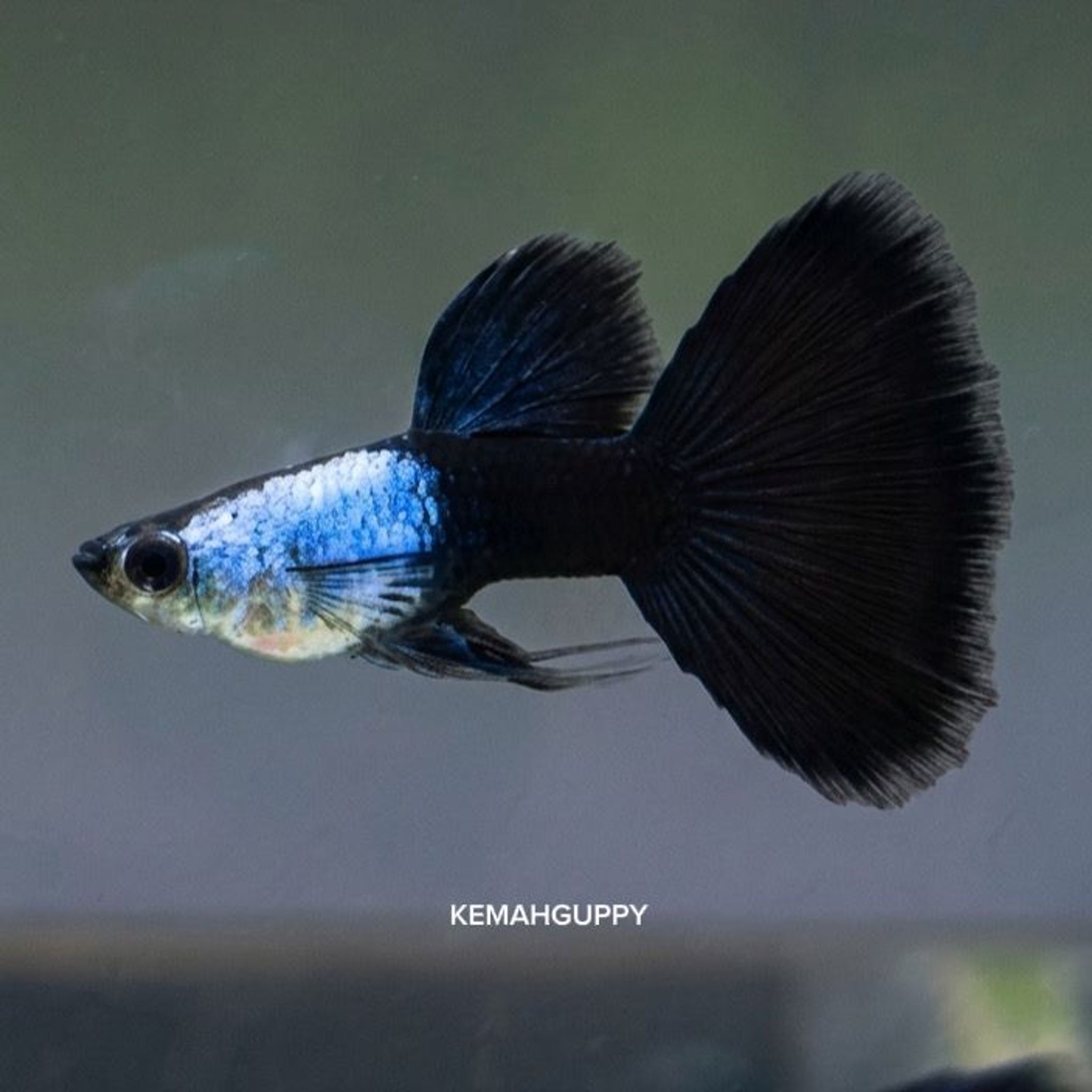 GUPPY SILVERADO BLACK TAIL RIBBON
