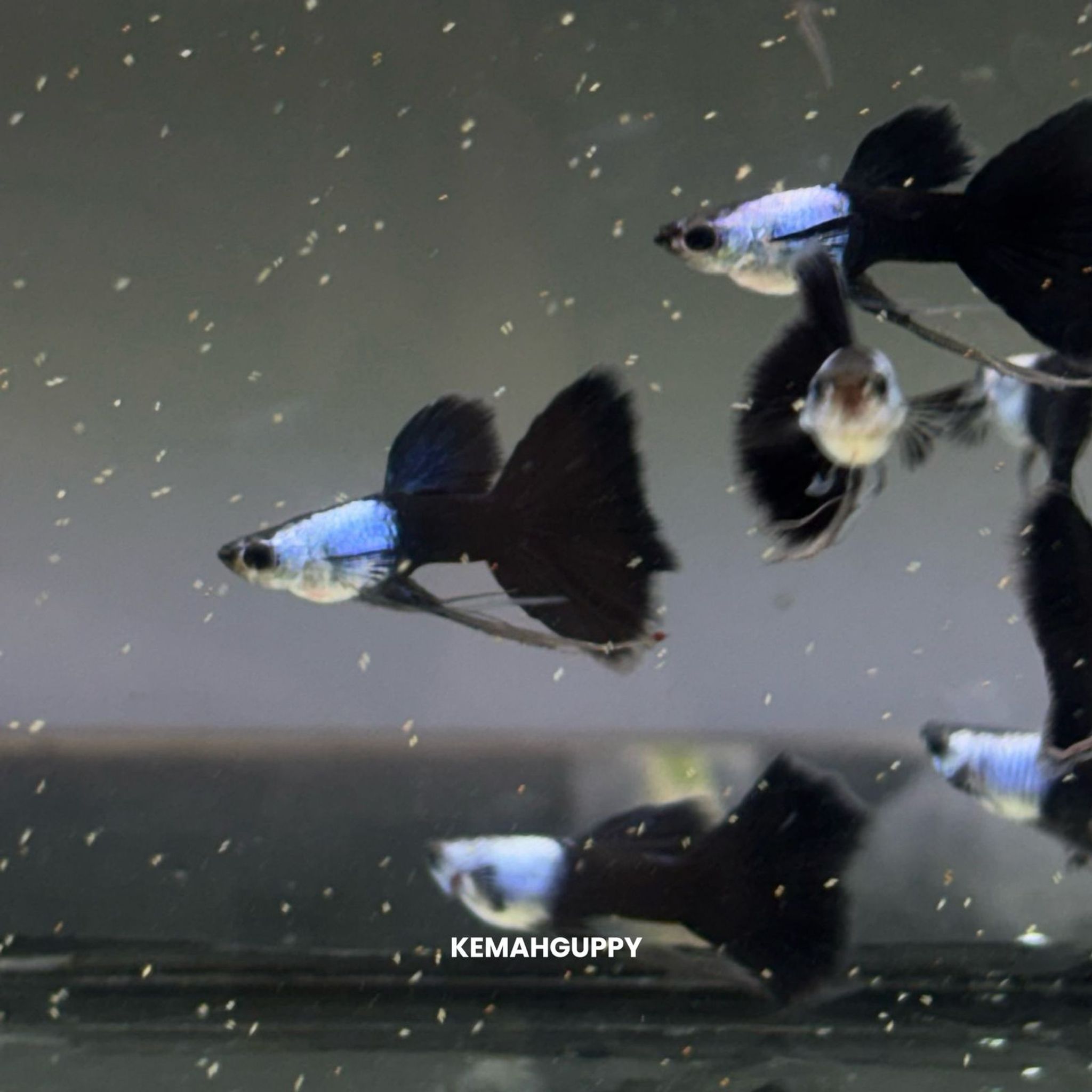 GUPPY SILVERADO BLACK TAIL RIBBON