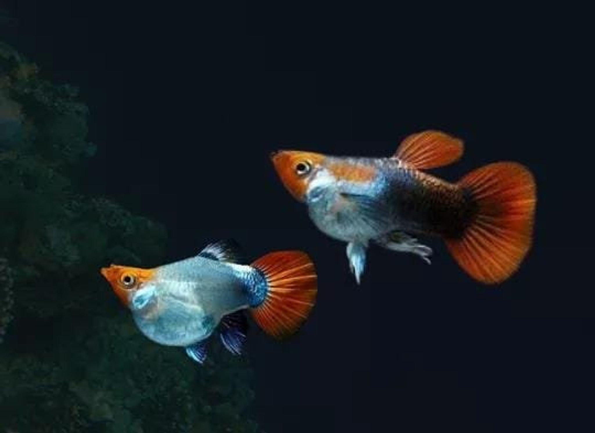GUPPY TUXEDO KOI SHORT BODY