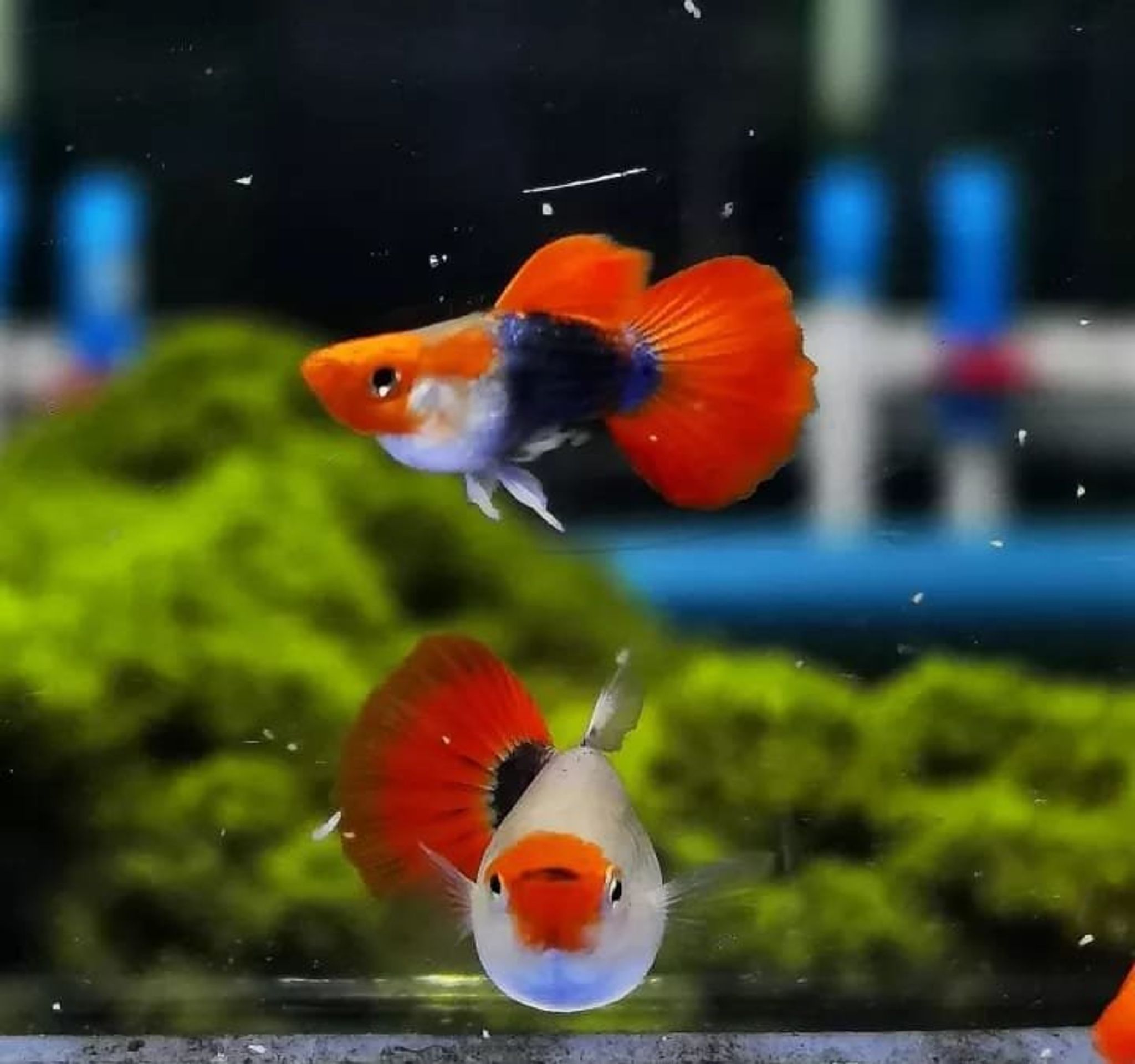 GUPPY TUXEDO KOI SHORT BODY