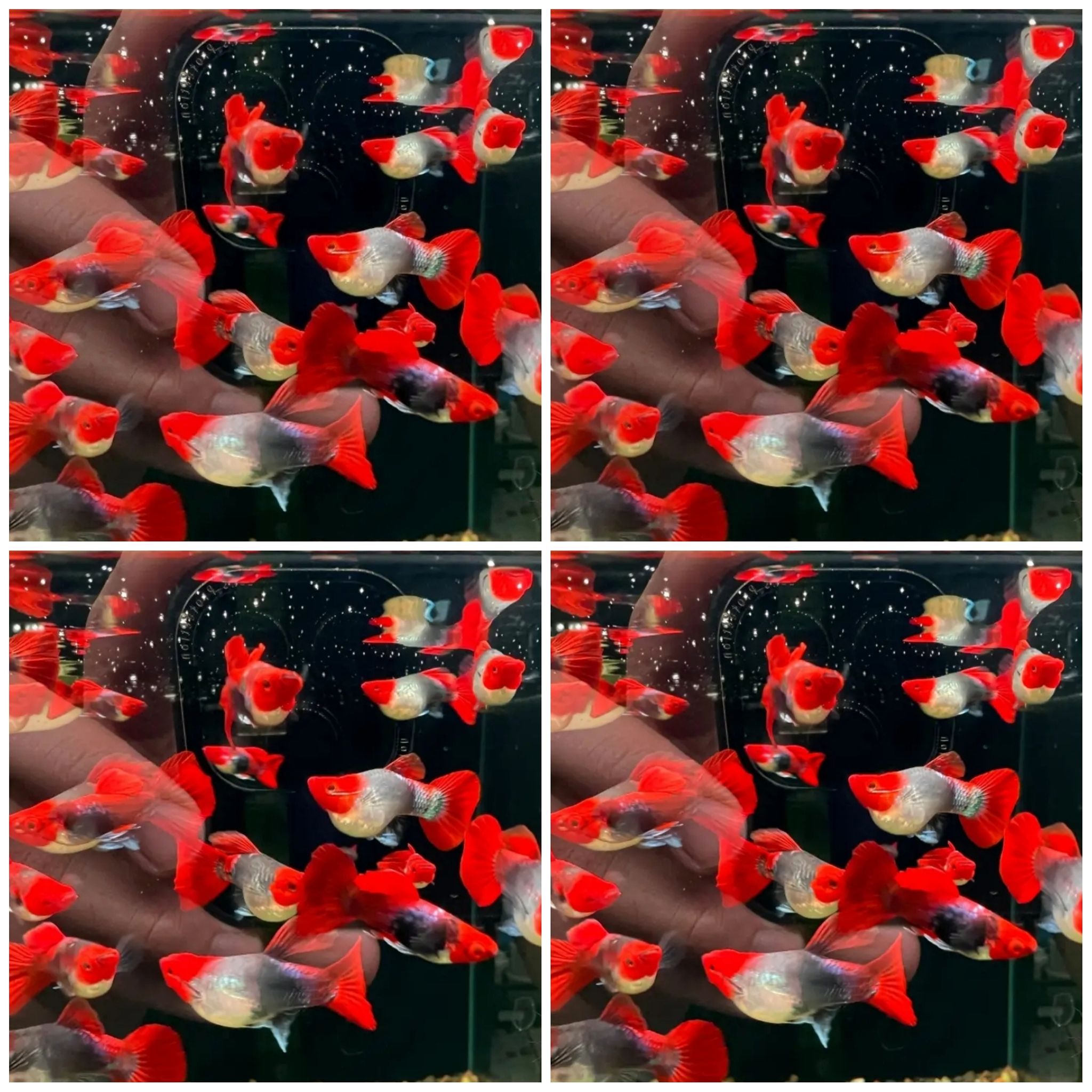 GUPPY TUXEDO KOI