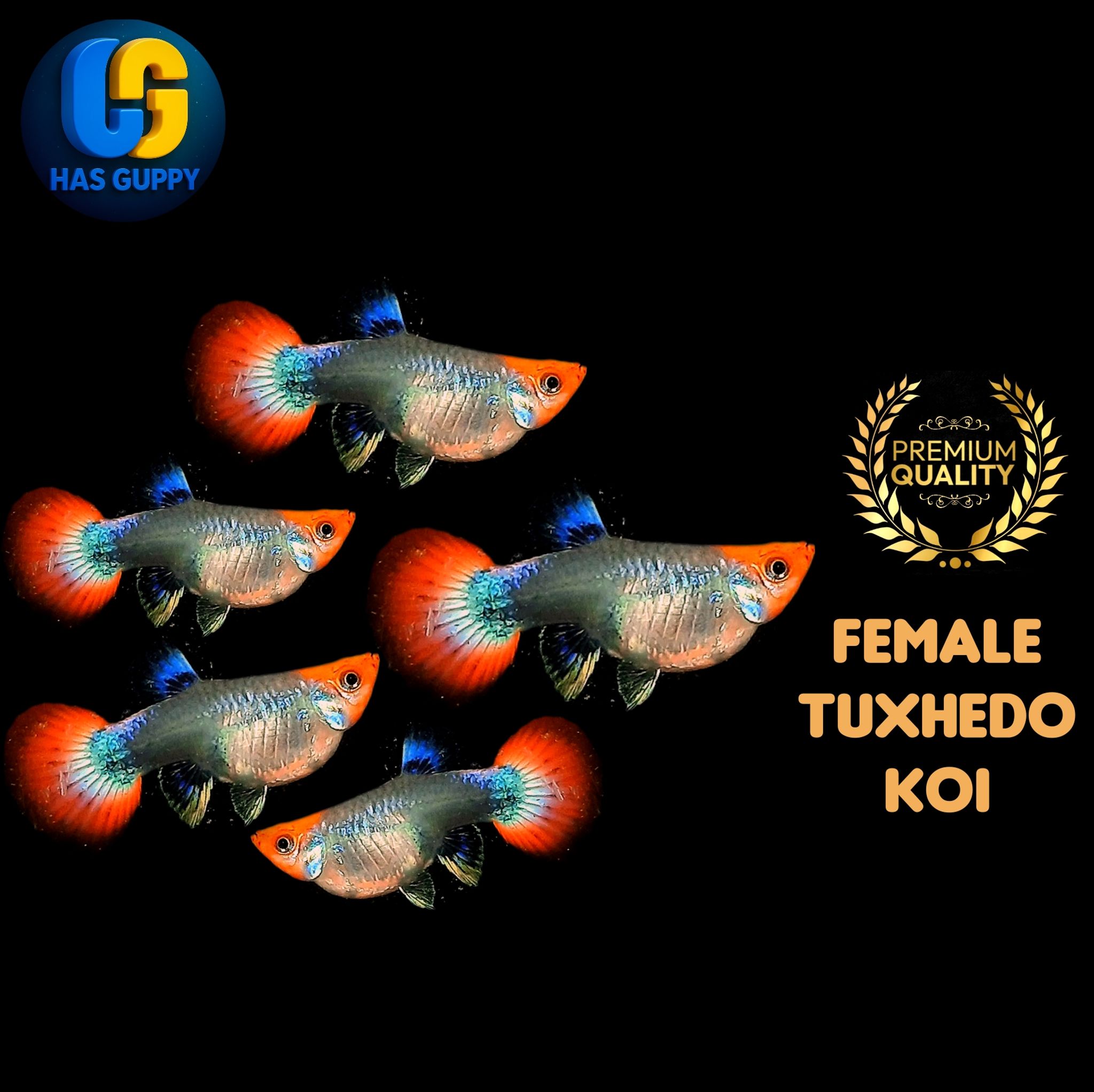 GUPPY TUXHEDO KOI 1PAIR / 1MALLE + 1FEMALE