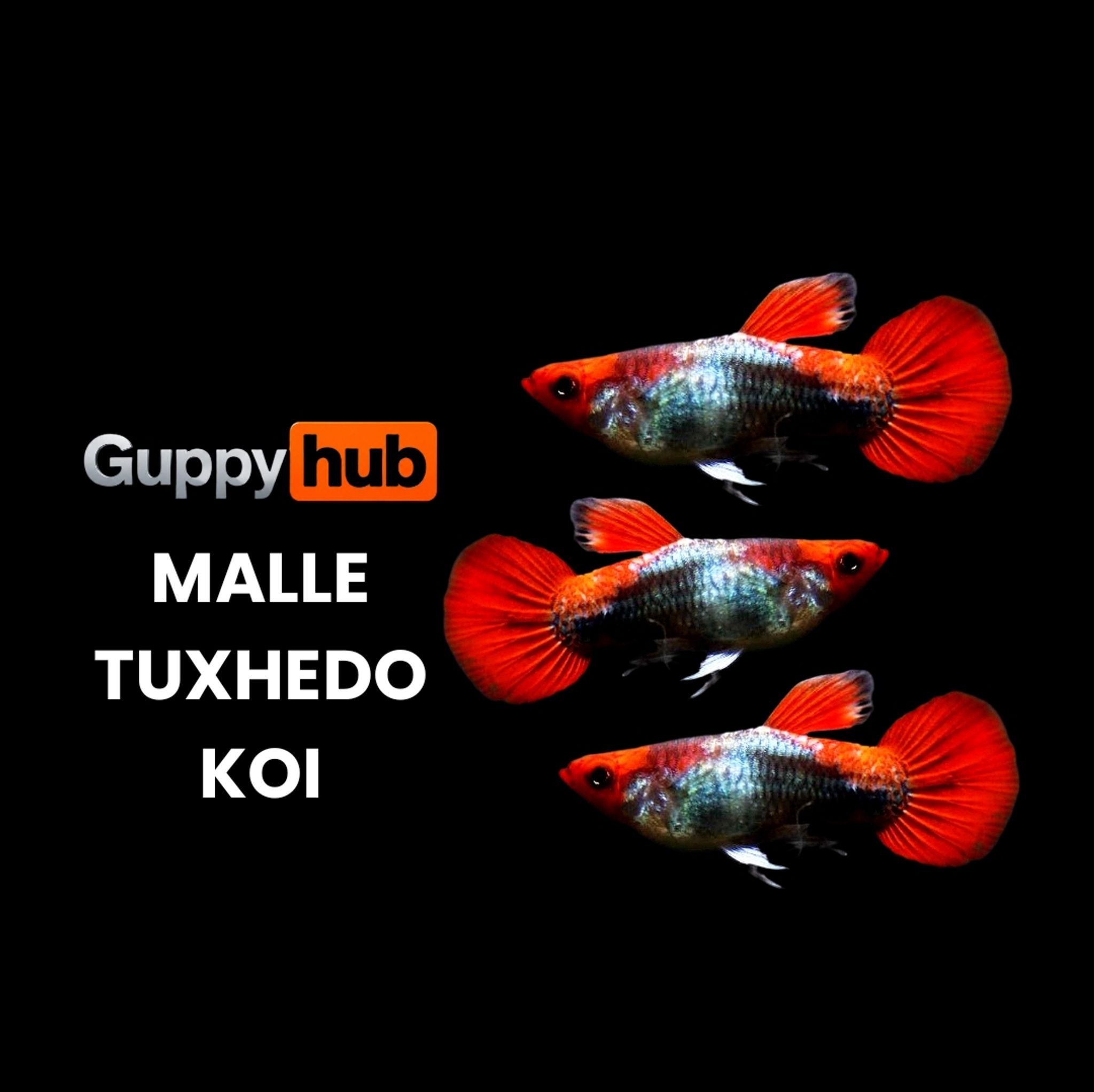 GUPPY TUXHEDO KOI