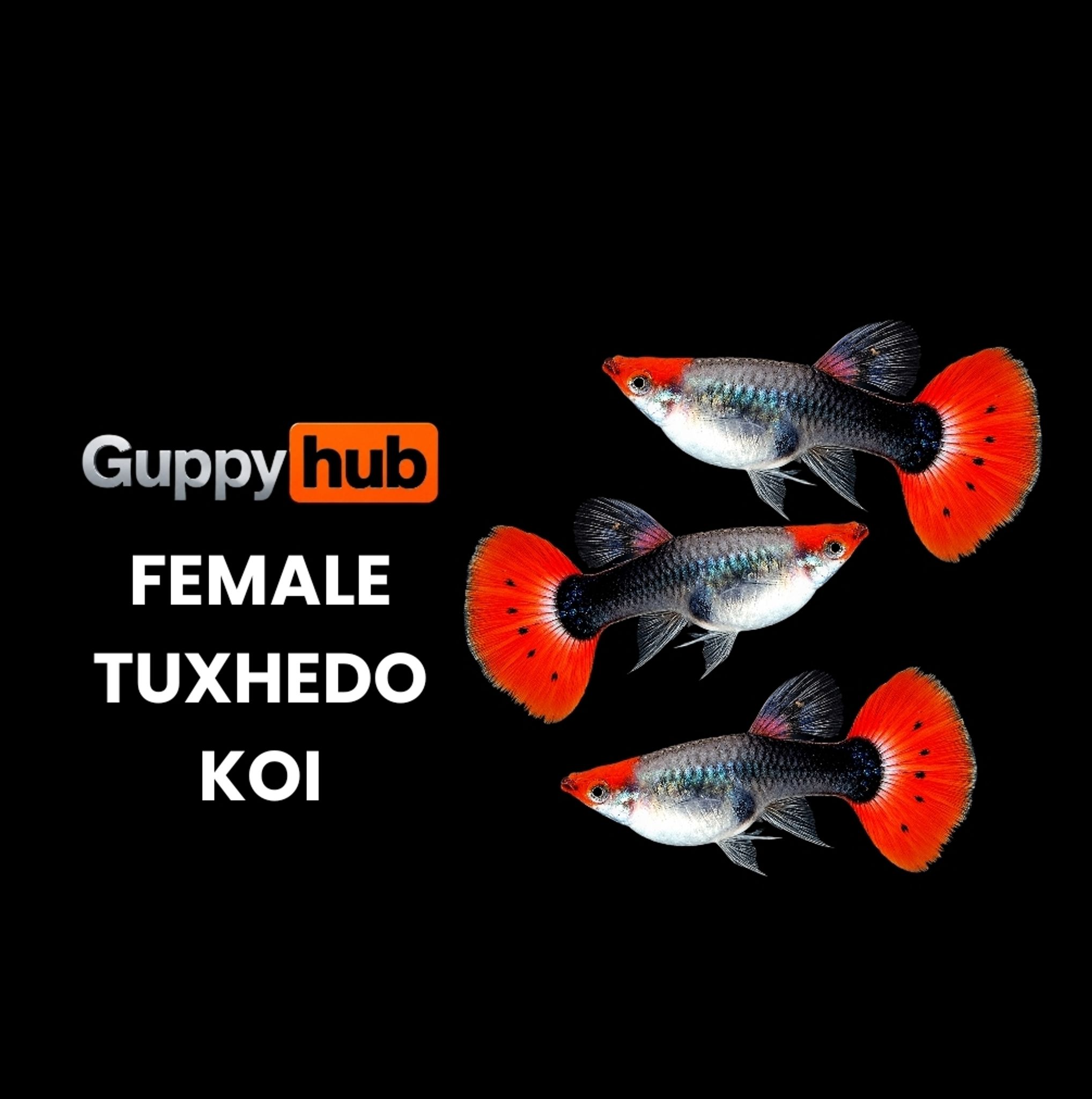 GUPPY TUXHEDO KOI