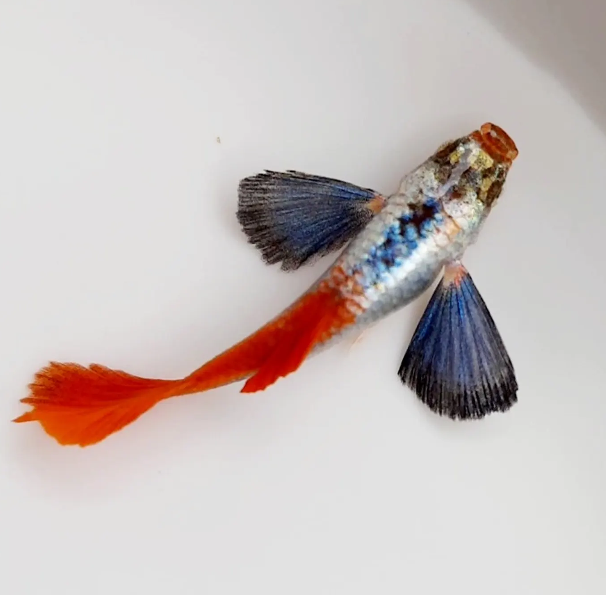 Galaxy Dumbo Ear Guppy 1PAIR