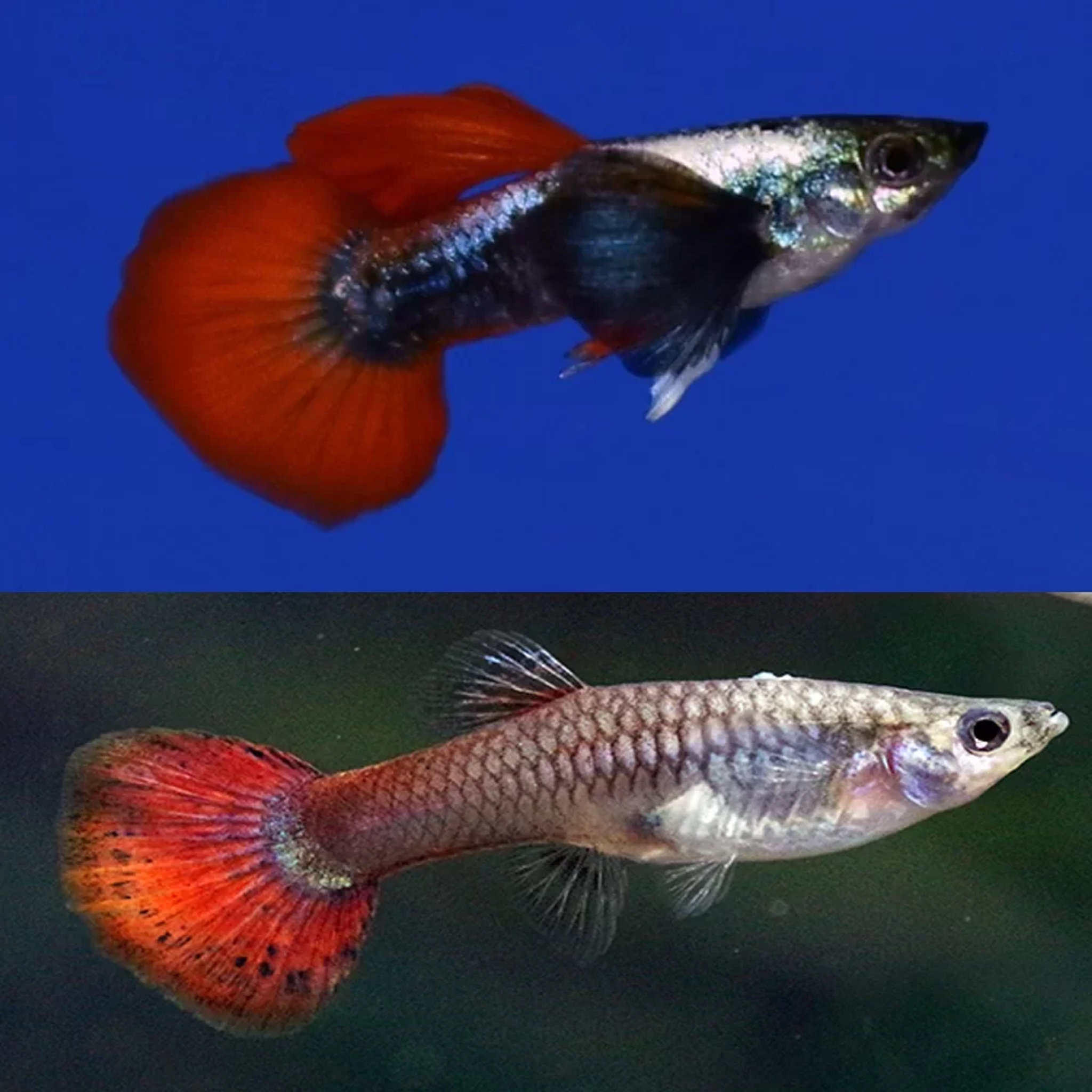Galaxy Dumbo Ear Guppy 1PAIR
