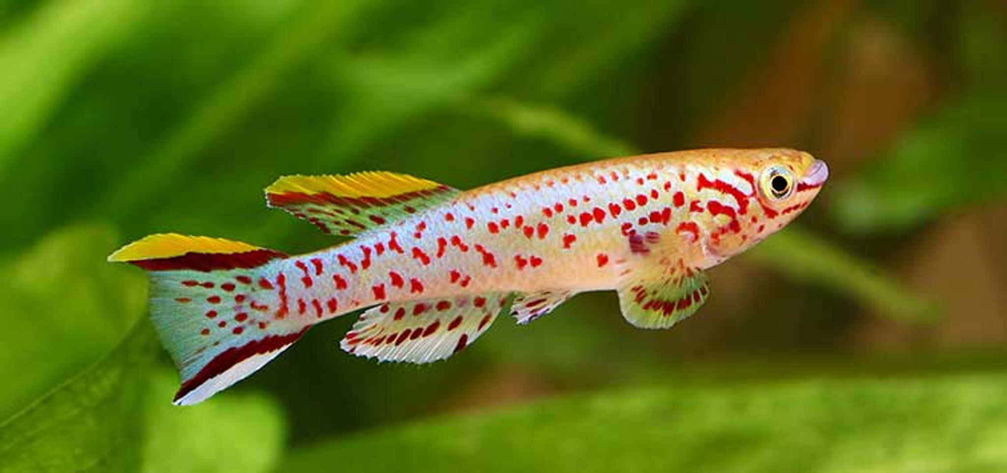 Gardneri Killifish