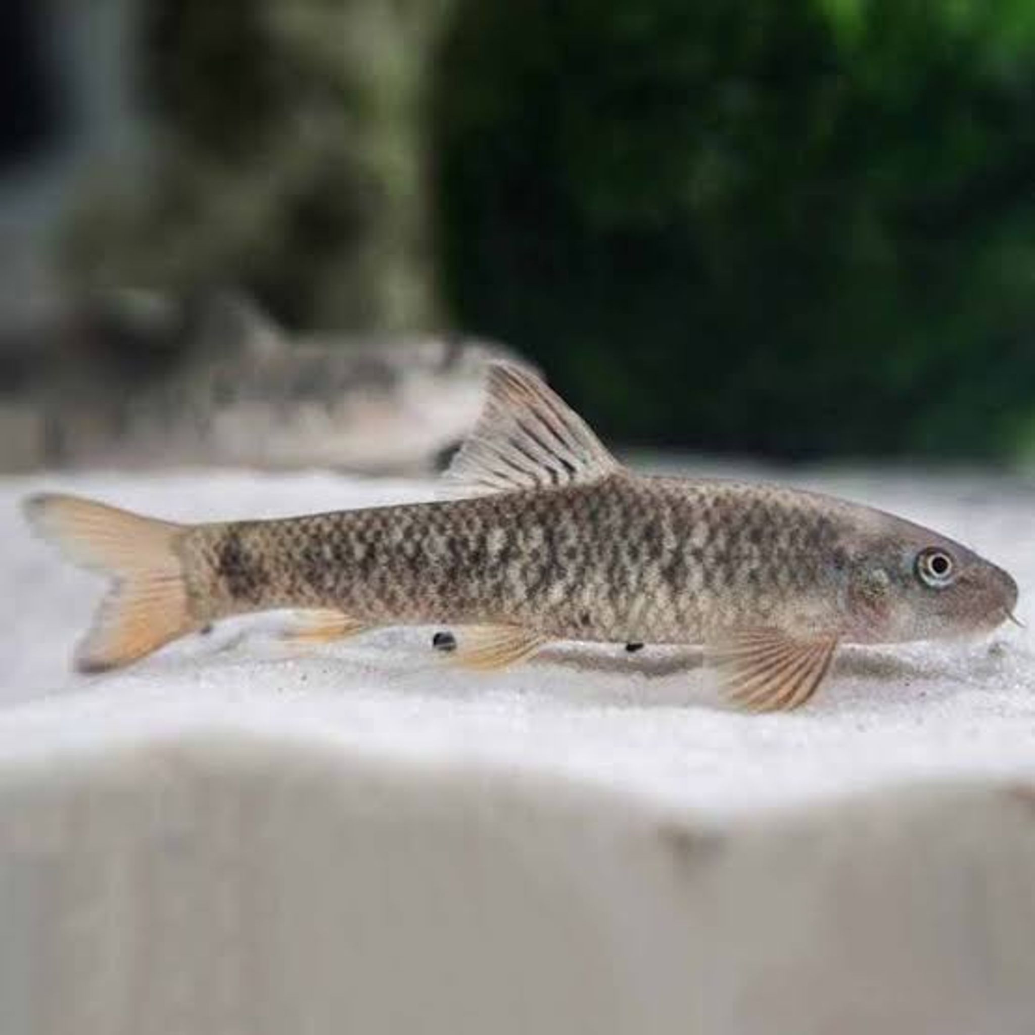 Garra Rufa