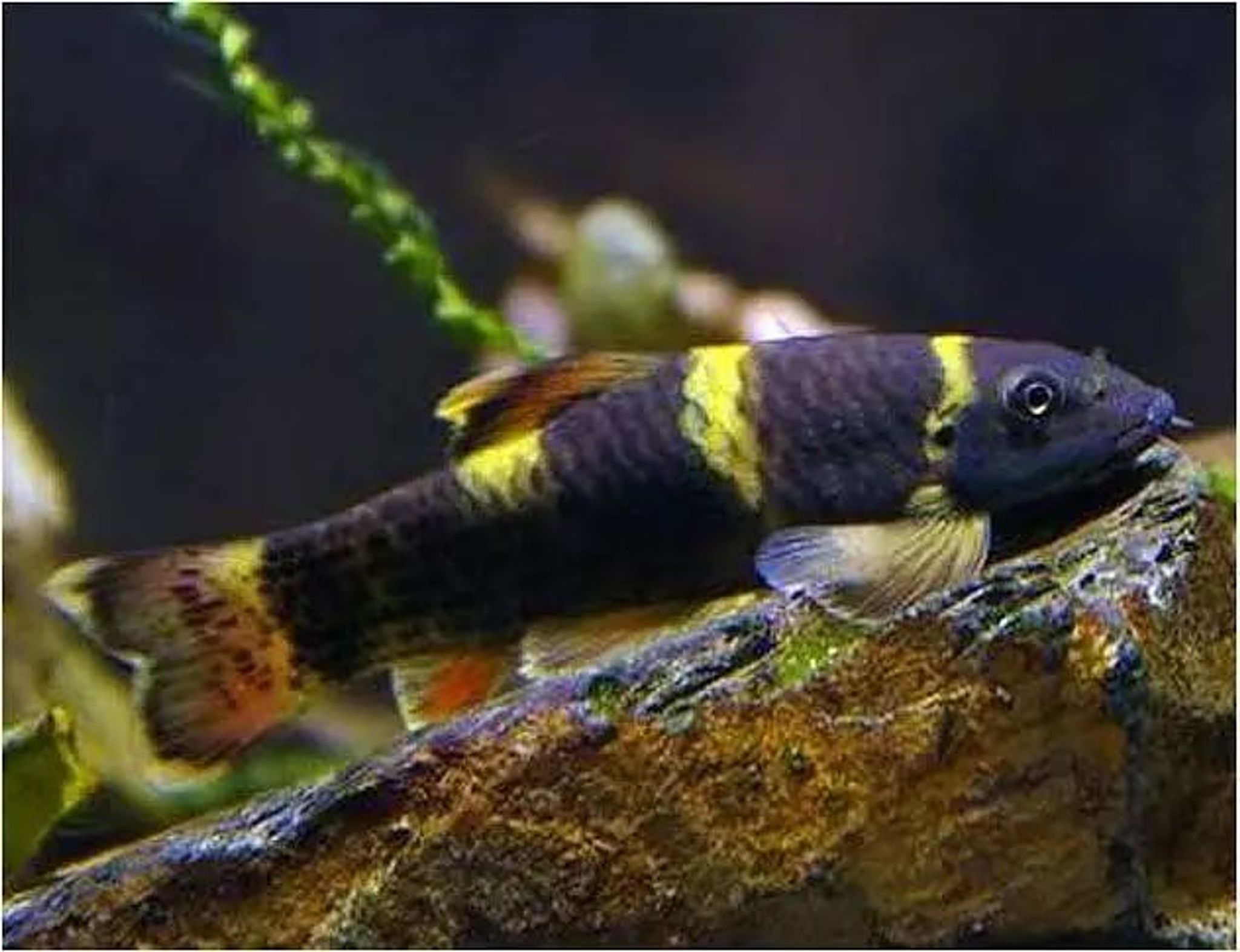 Garrapanda (Garrapanda fish)