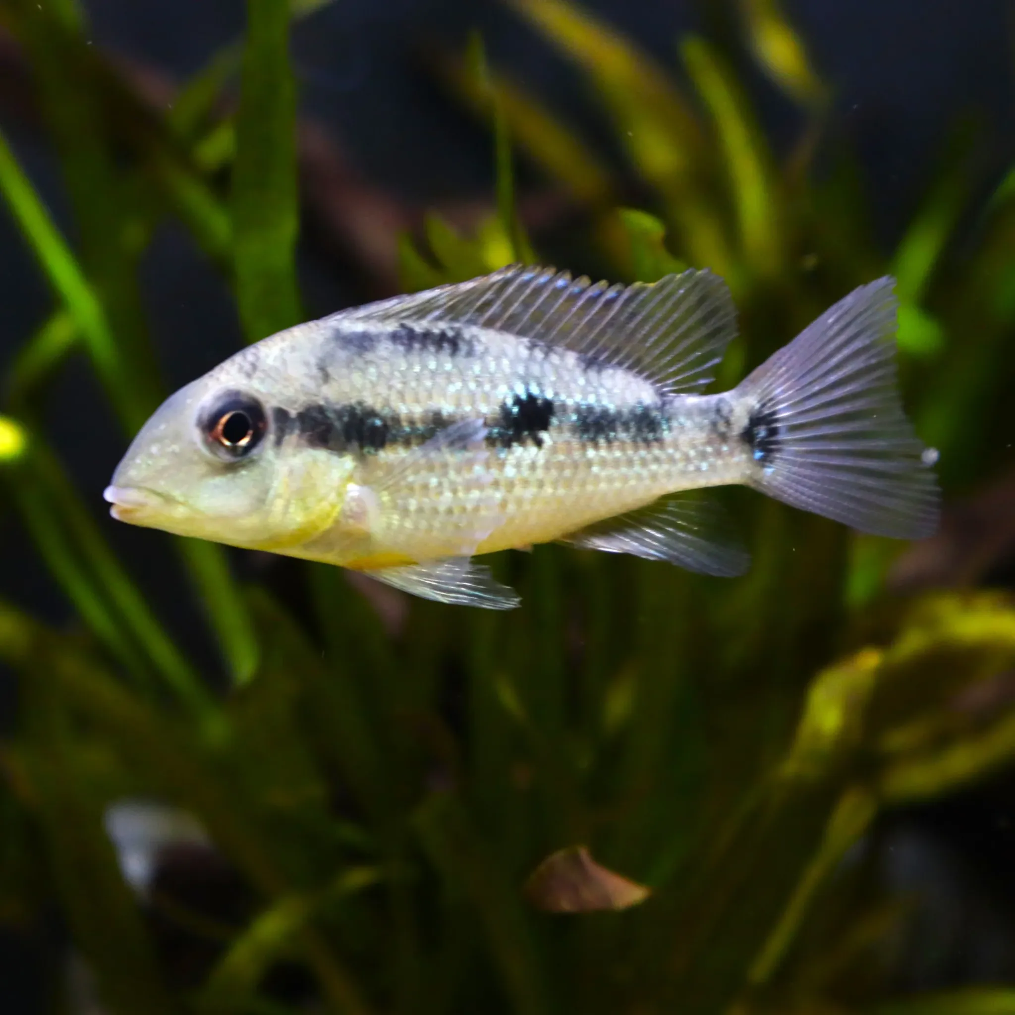 Geophagus Alto Sinu (Gold Dust)