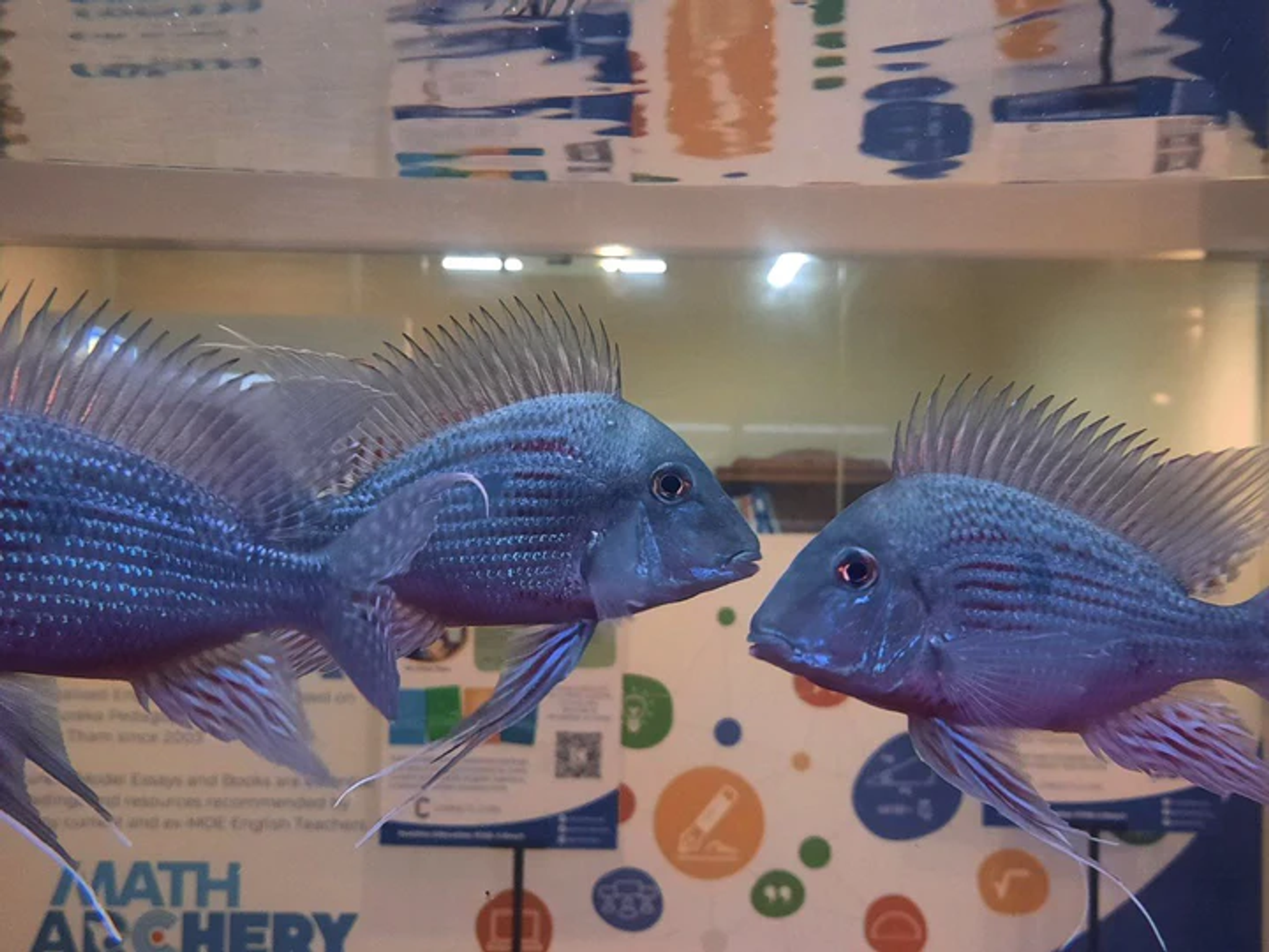 Geophagus Sveni