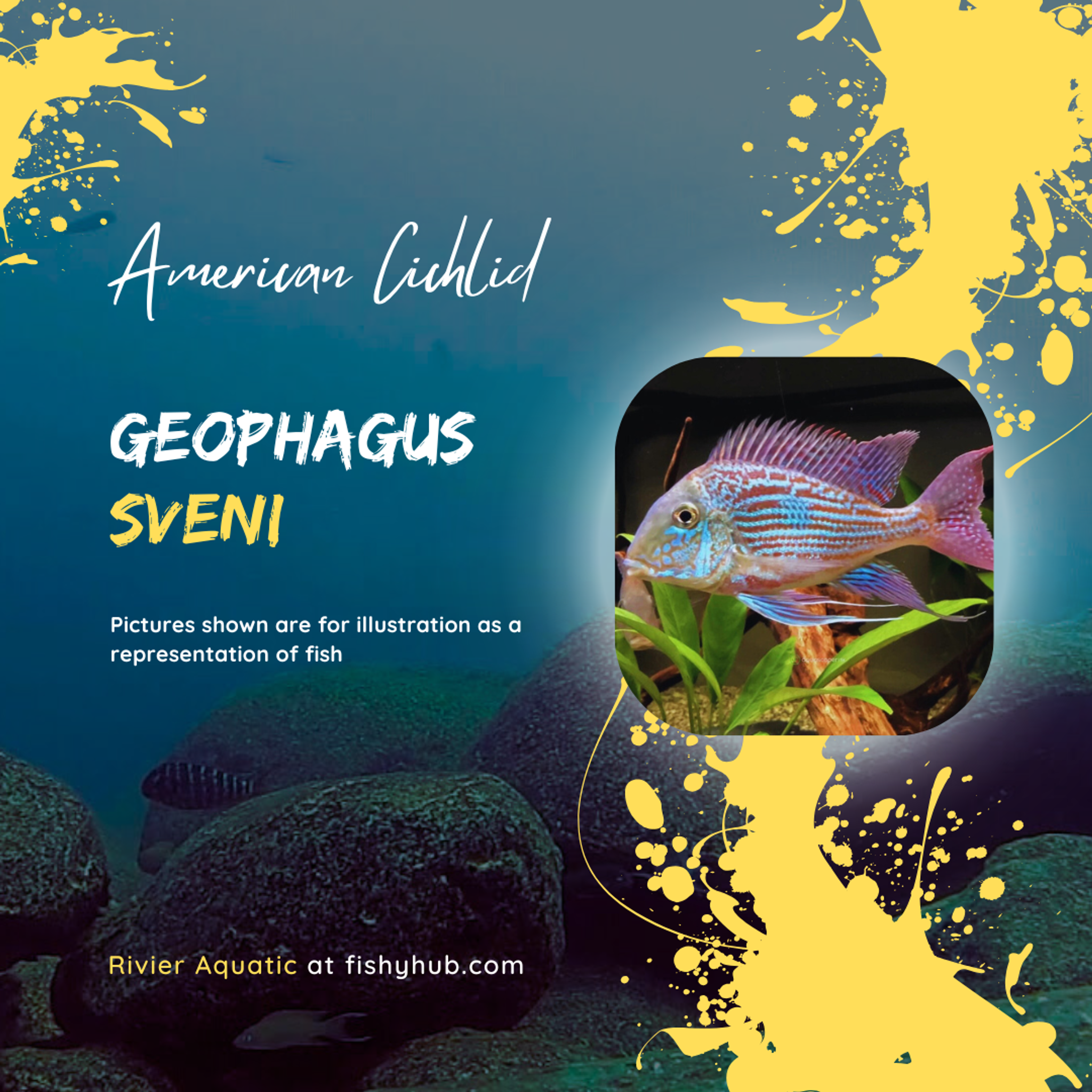 Geophagus Sveni