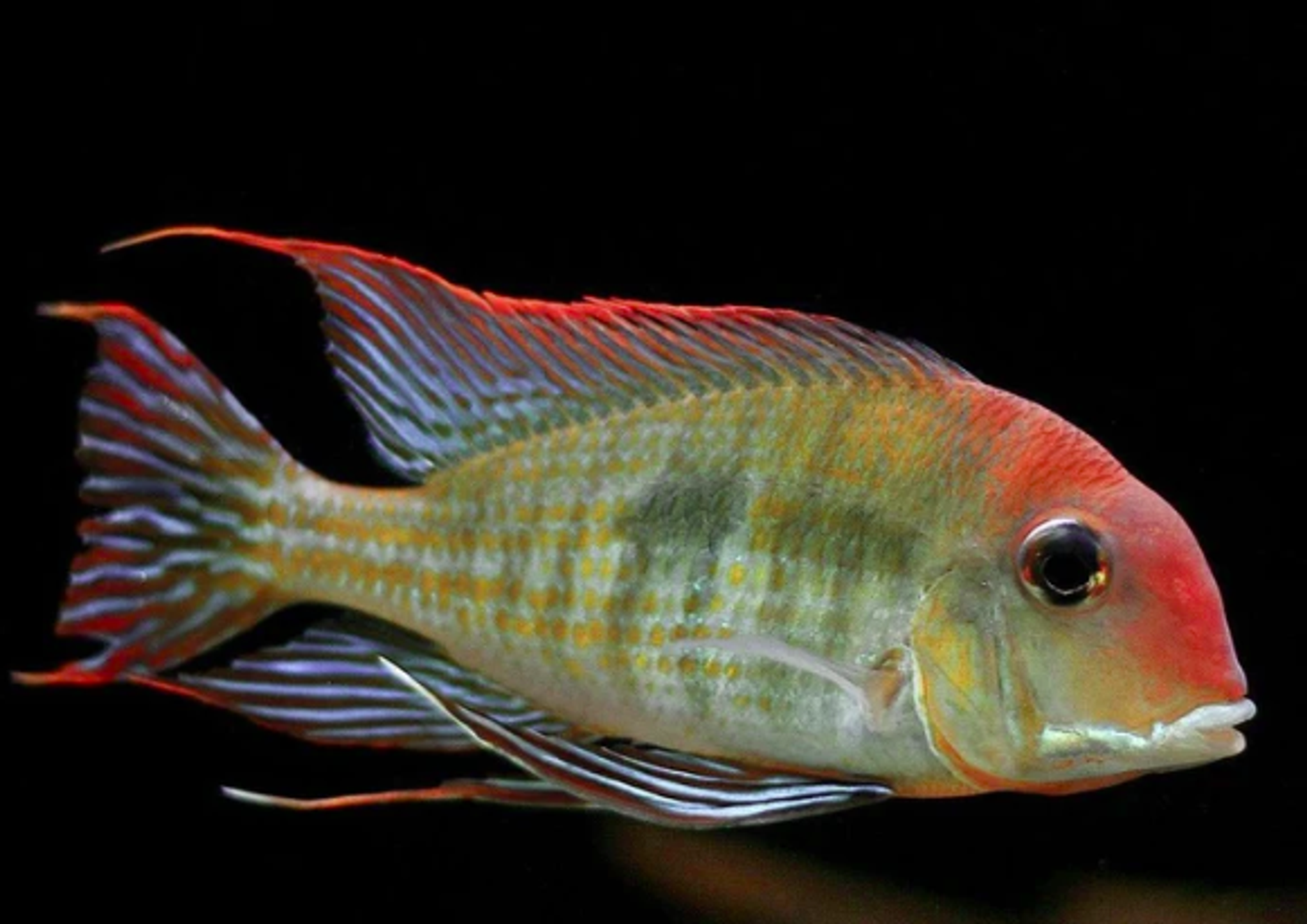 Geophagus sp. "Red Head Tapajos"