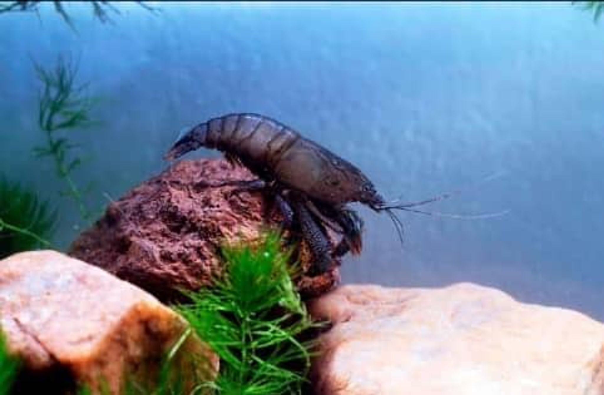 Ghost (Vampire) shrimp - Atya gabonensis