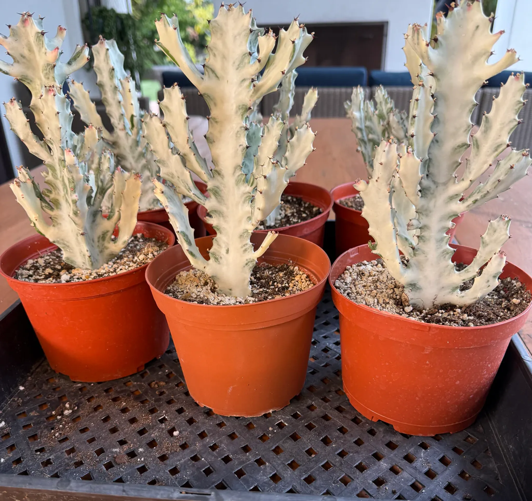 Ghost Cactus Cutting 6-10cm | Euphorbia Lactea White Ghost