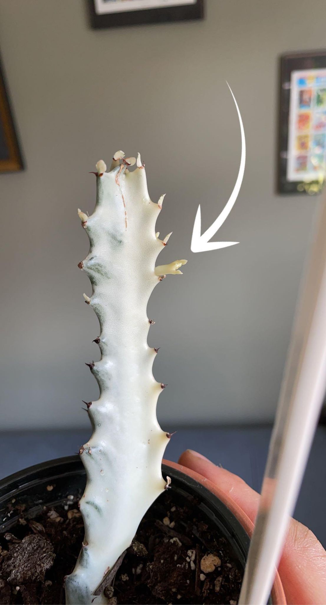Ghost Cactus Cutting 6-10cm | Euphorbia Lactea White Ghost