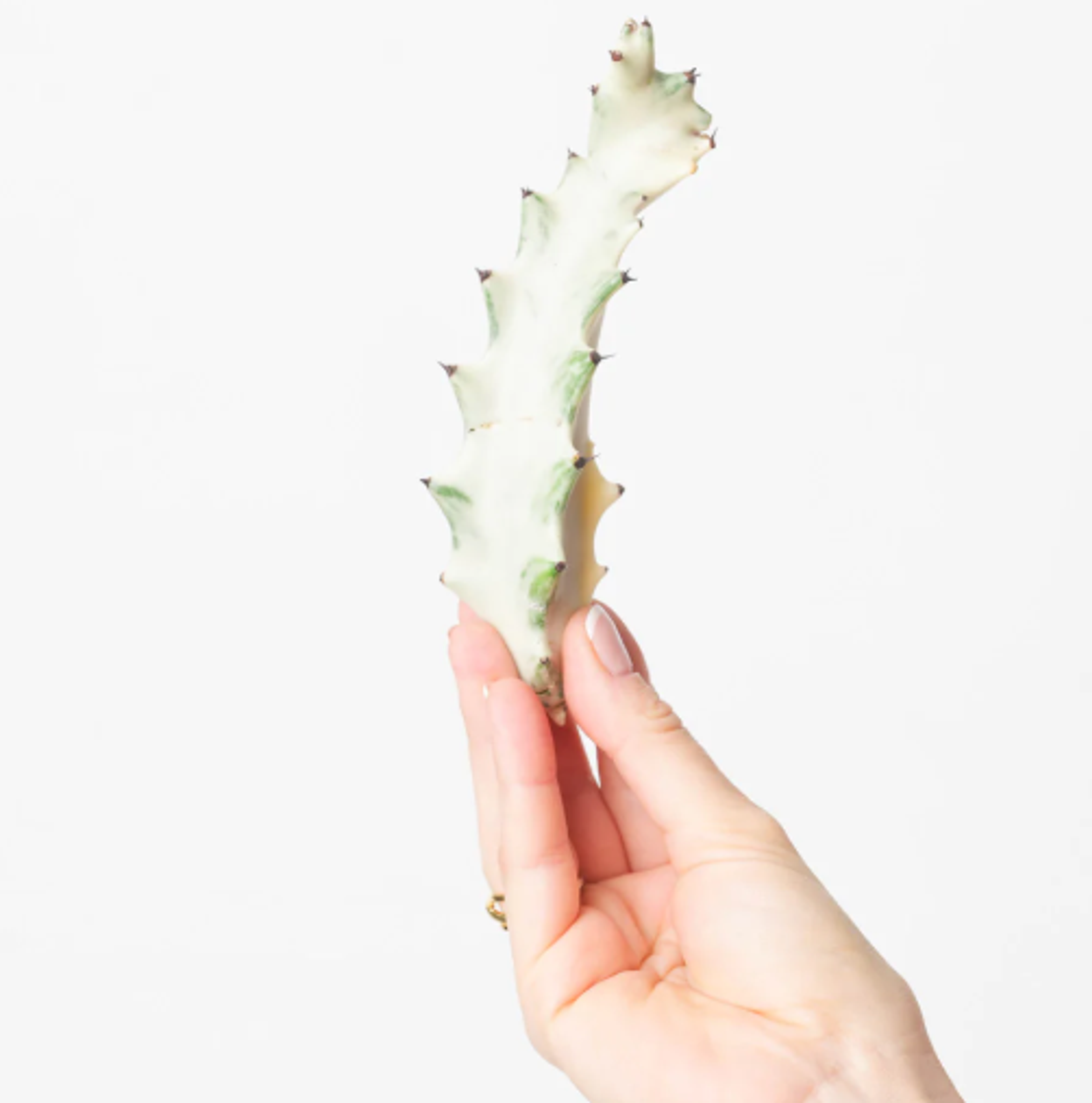 Ghost Cactus Cutting 6-10cm | Euphorbia Lactea White Ghost
