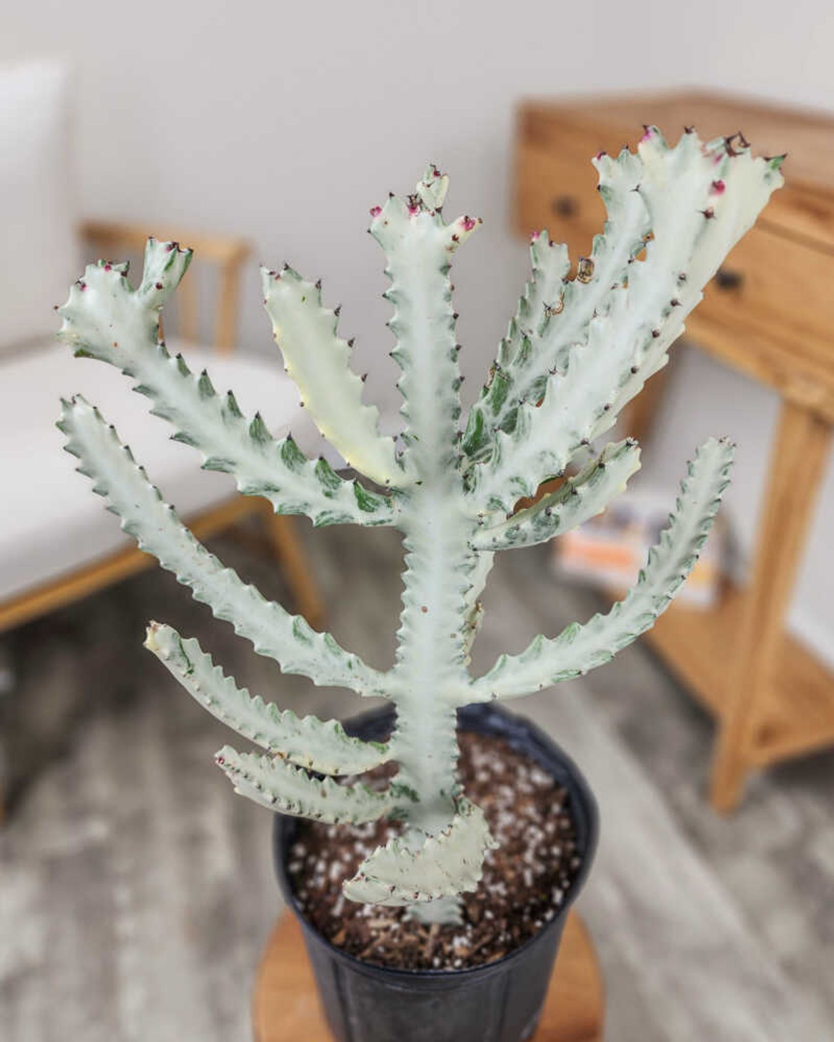 Ghost Cactus Cutting 6-10cm | Euphorbia Lactea White Ghost