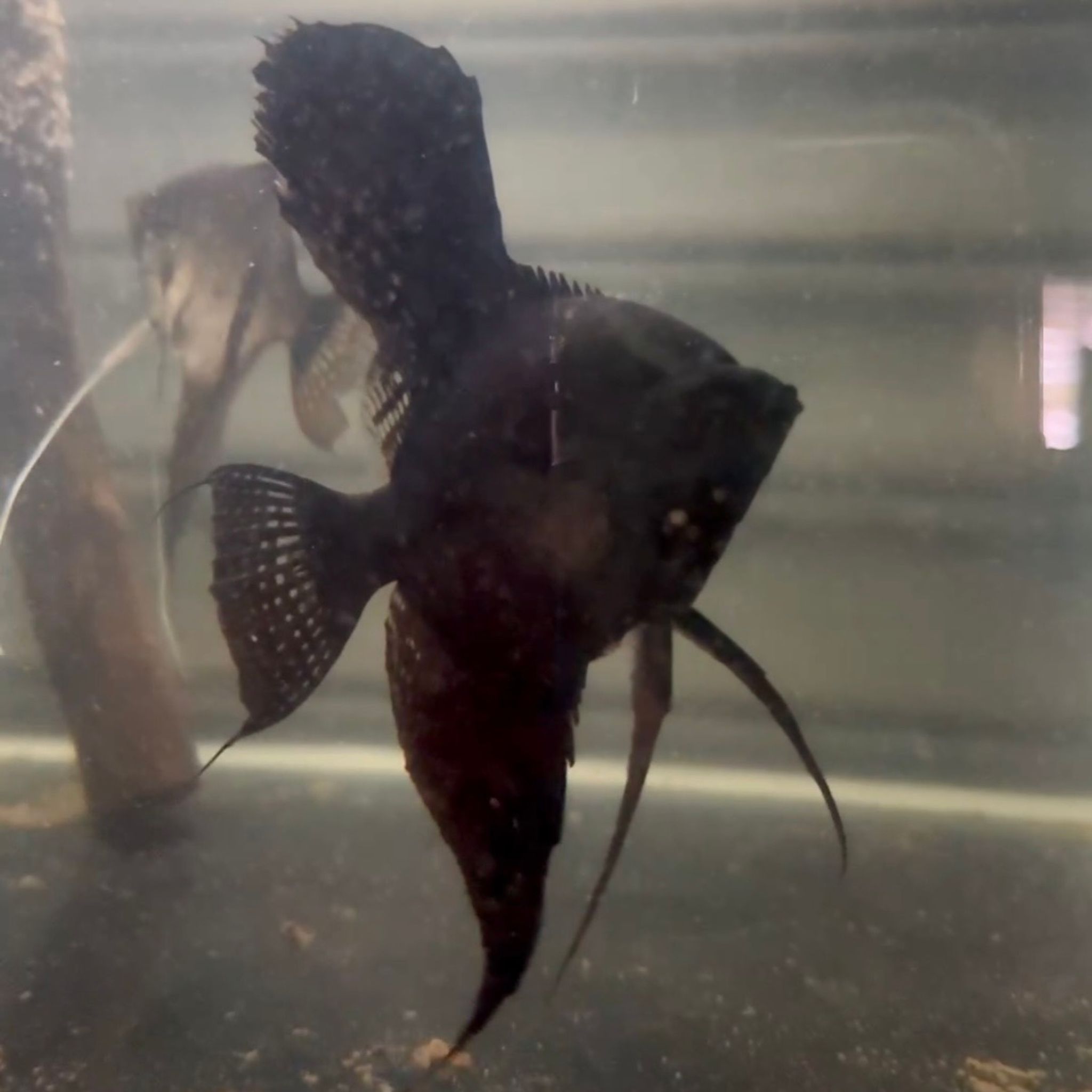 Ghost Pinoy Angelfish (Pair)