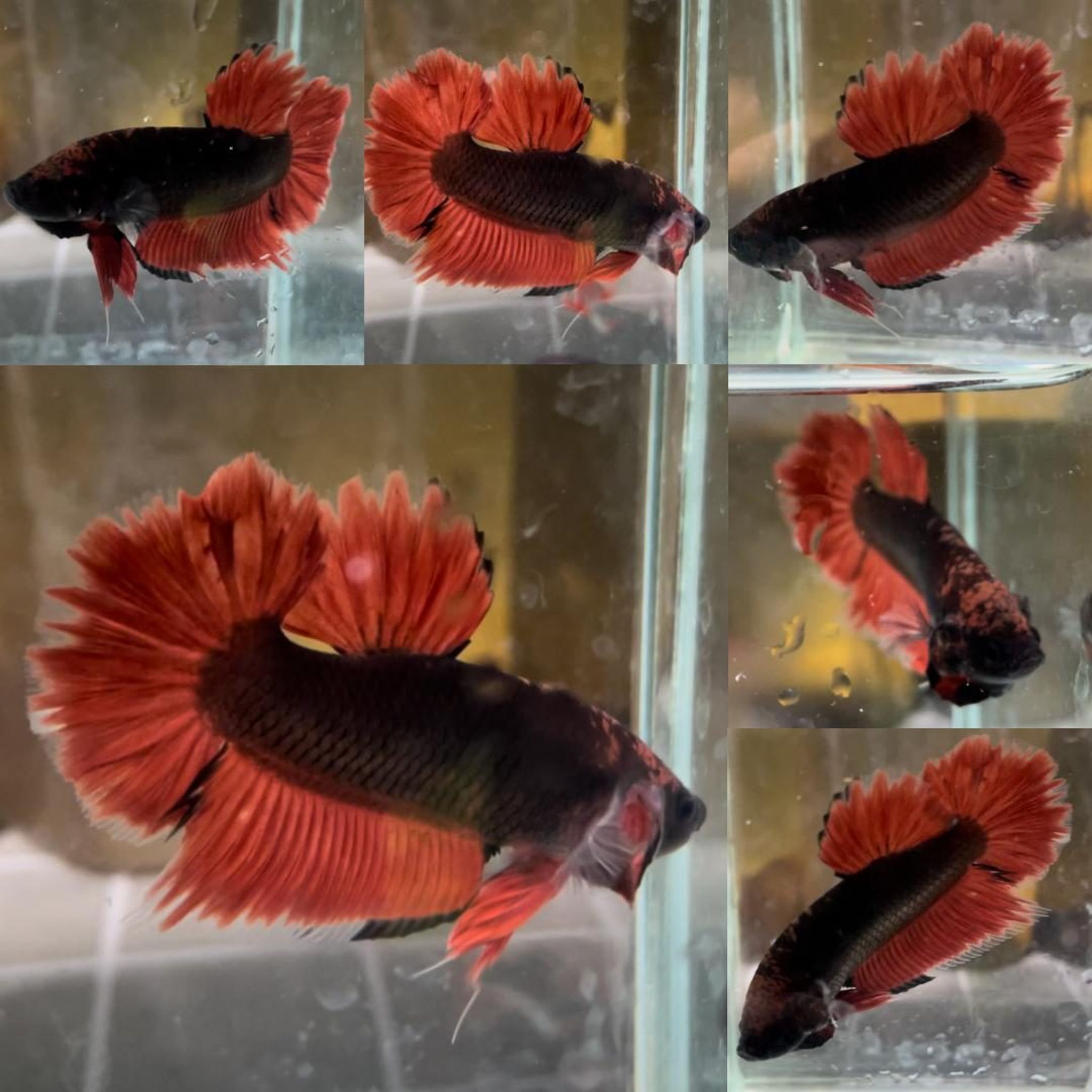 Ghost Vampire Avatar Giant Betta (Male)