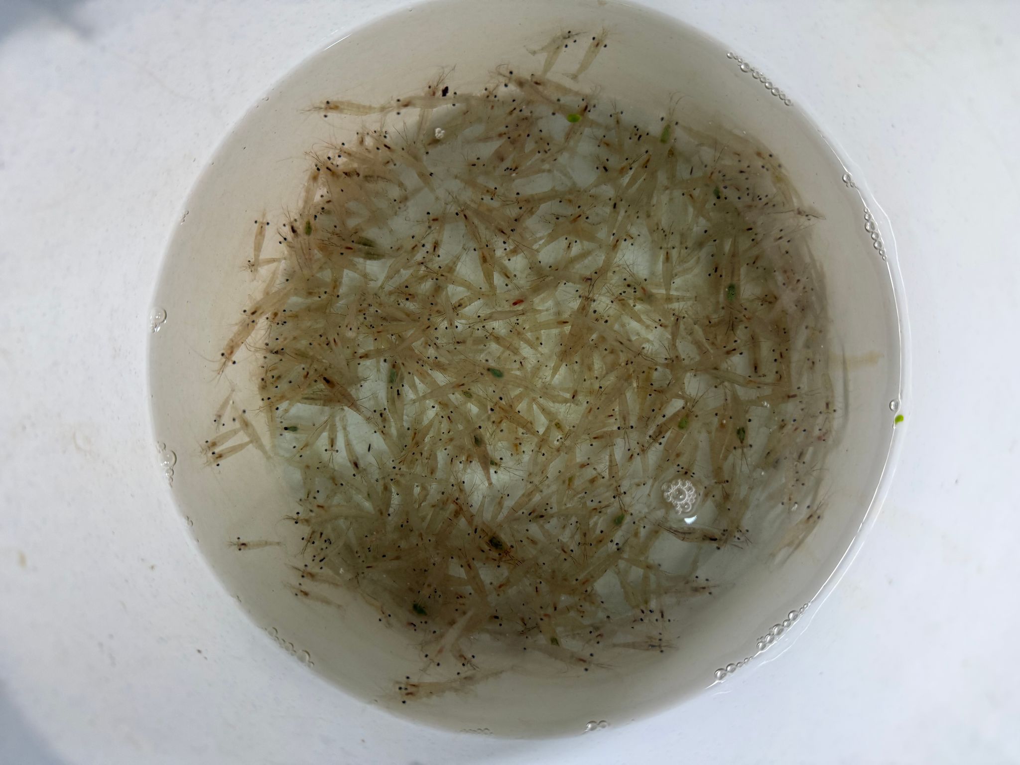 Ghost shrimps feeders