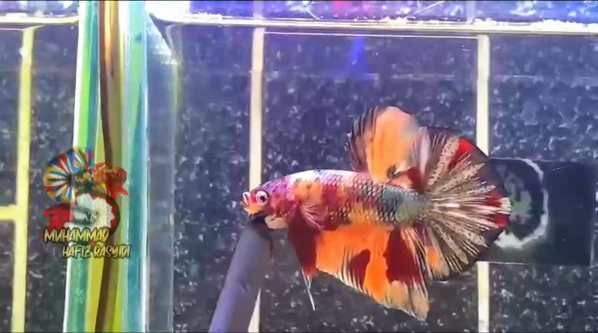 Giant Copper variation