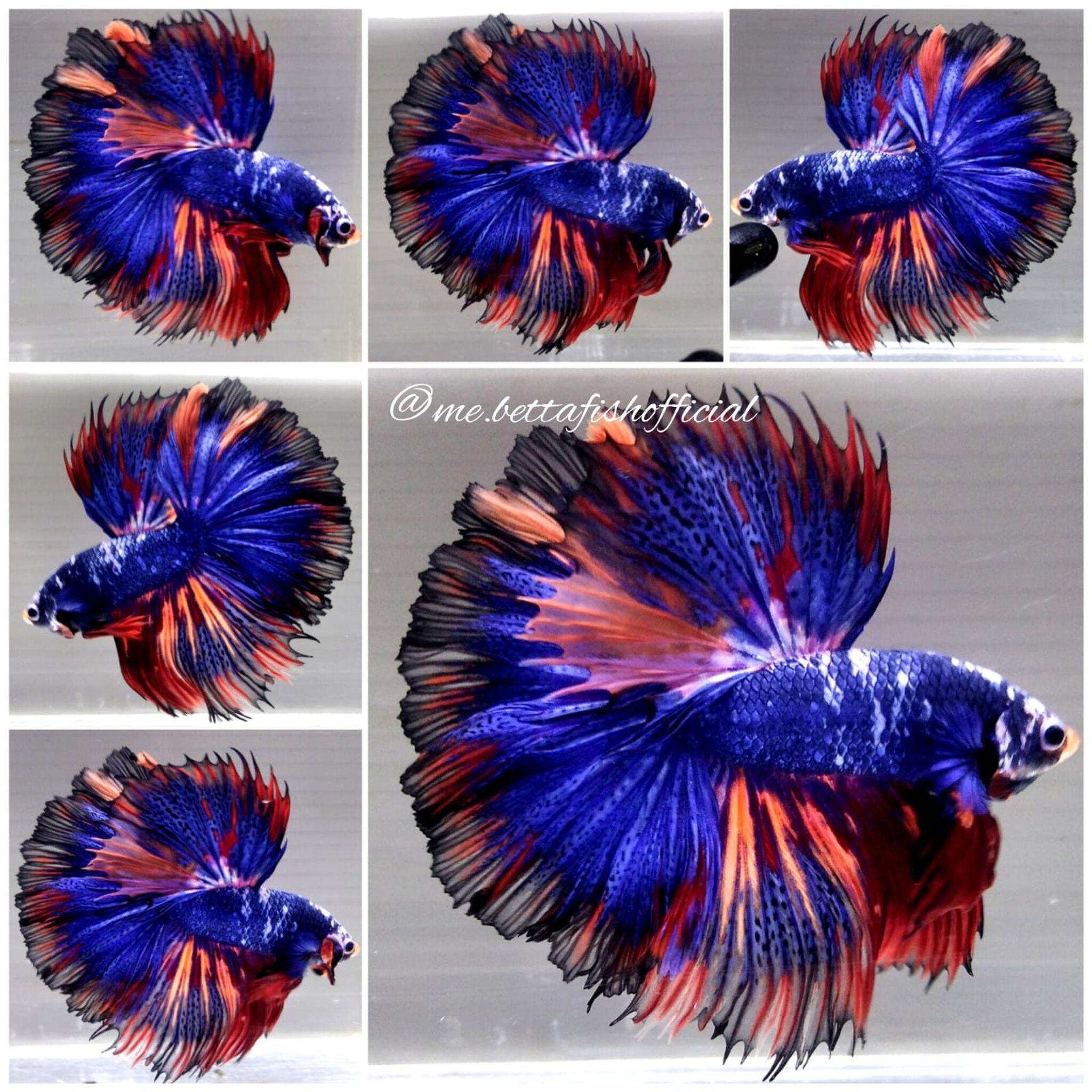 Giant Fullmoon Multicolour ( TL 8 cm)
