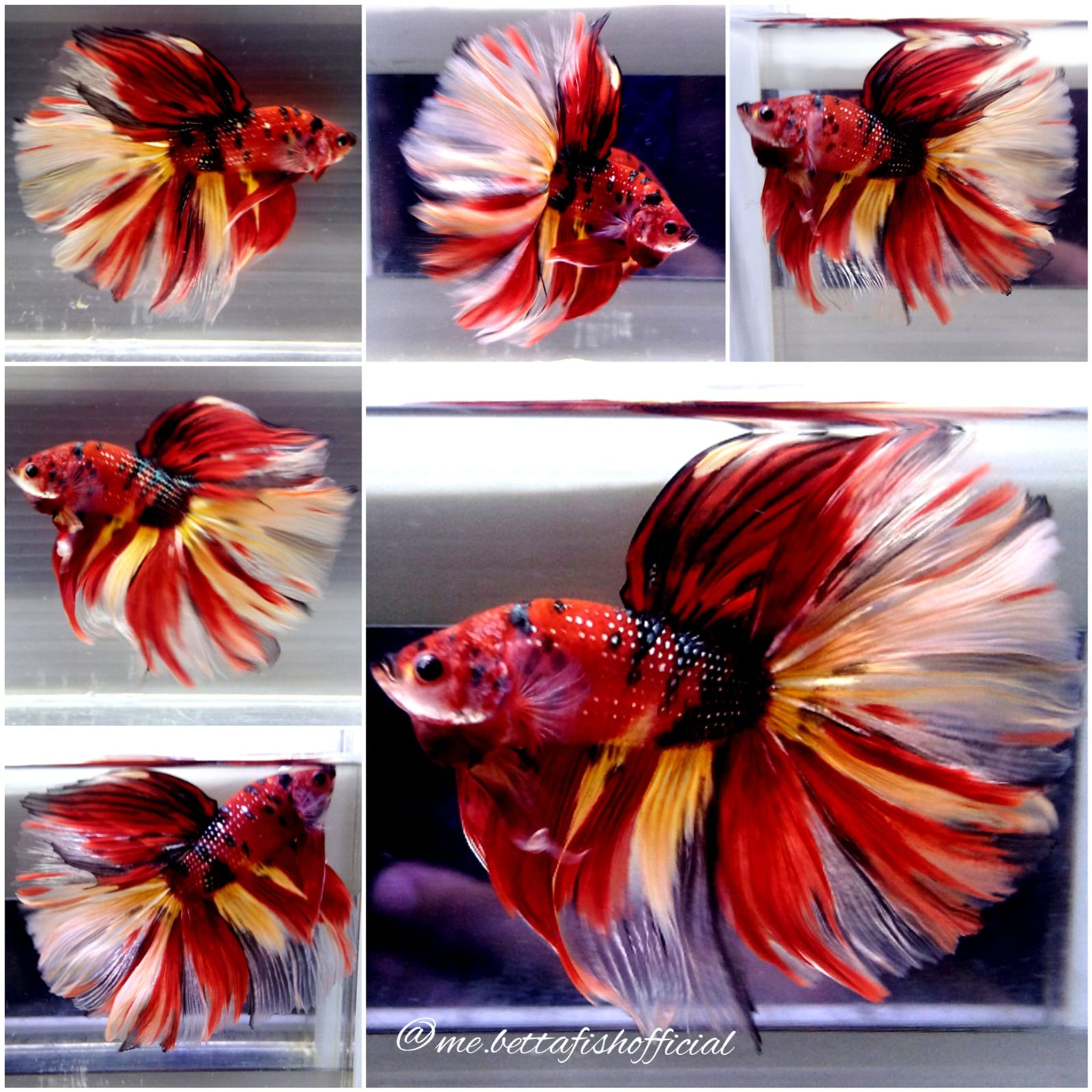 Giant Fullmoon Nemo Copper ( TL 8 cm)