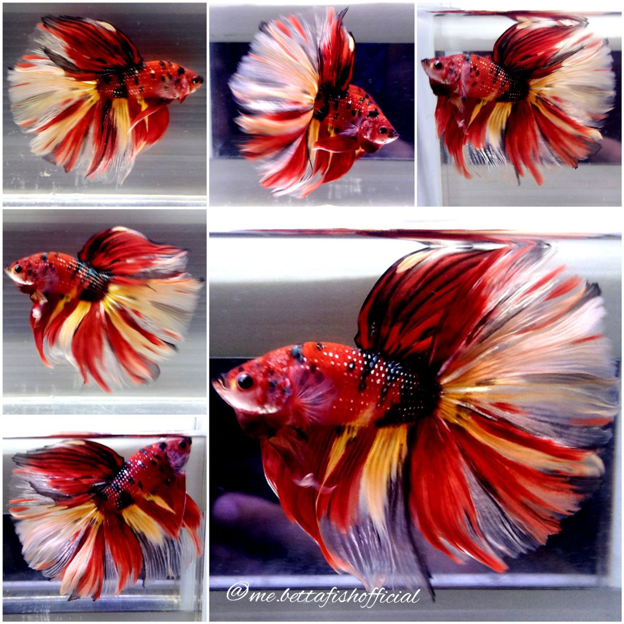 Giant Fullmoon Nemo Copper ( TL 8.5 cm)