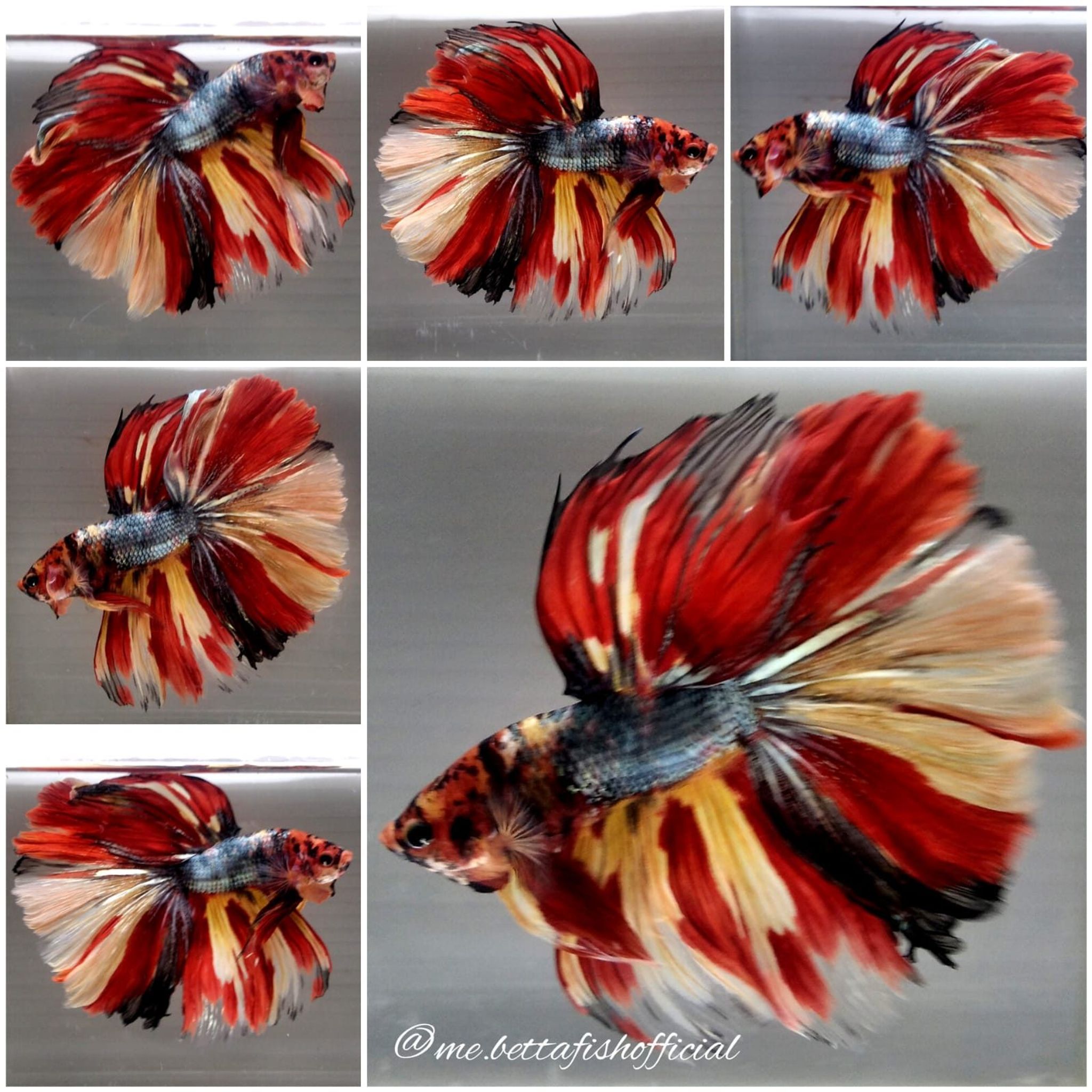 Giant Fullmoon Nemo Copper Fire ( TL 8 cm)