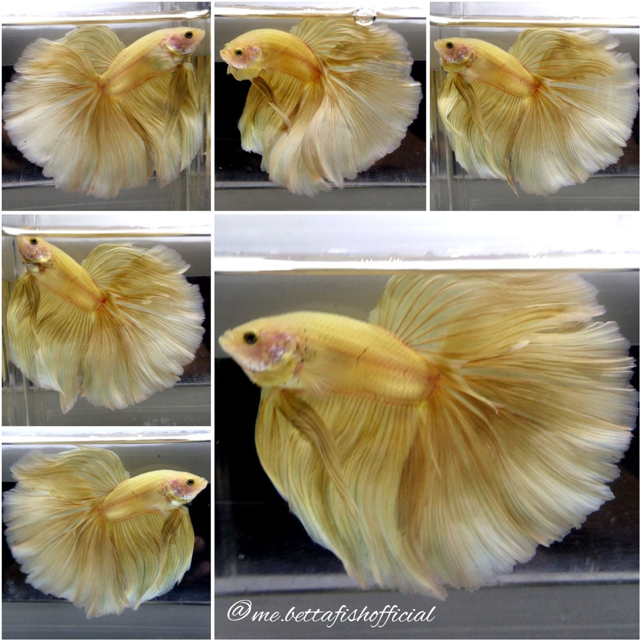 Giant Fullmoon Super Yellow ( TL 8 cm)