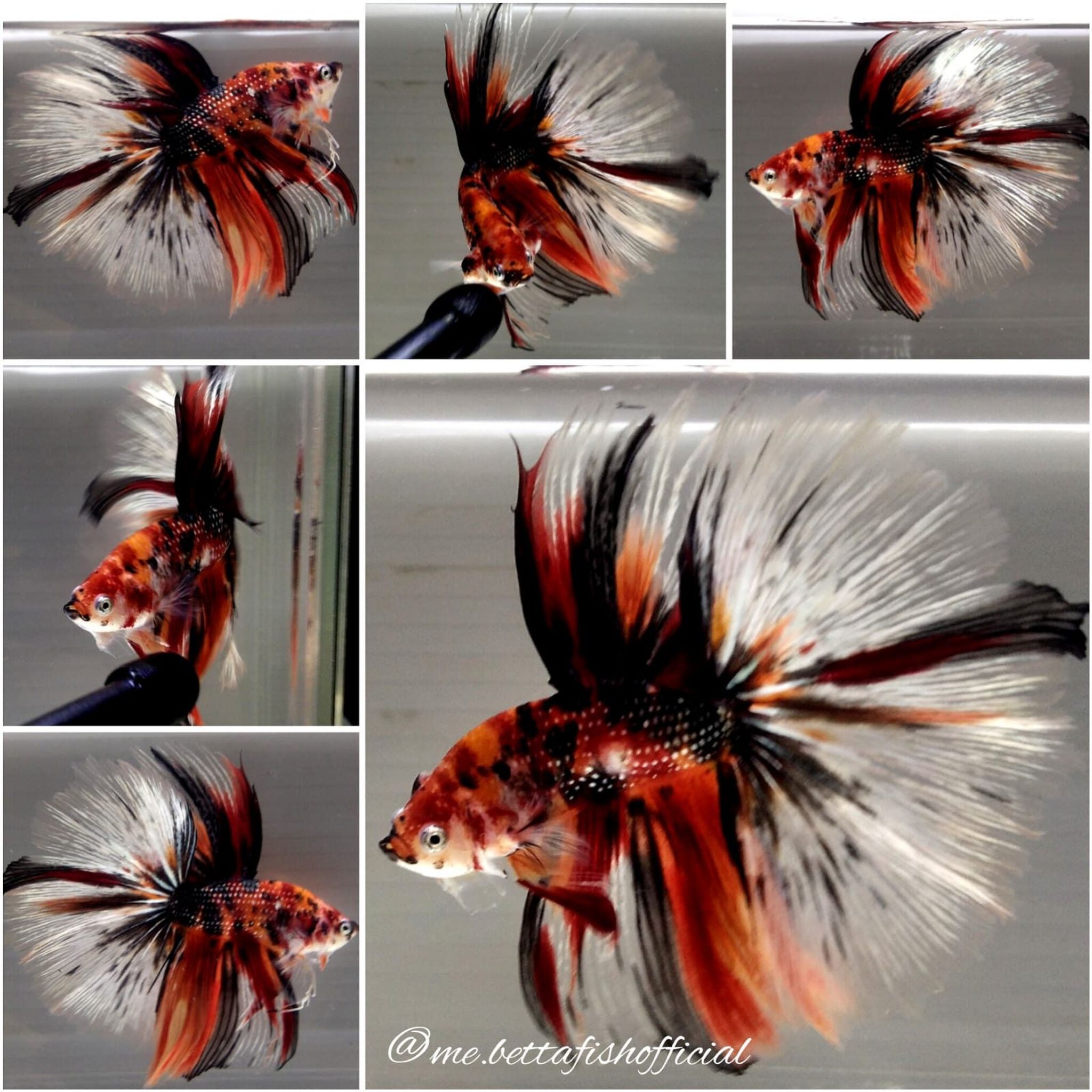 Giant Fullmoon Tiger ( TL 8 cm)