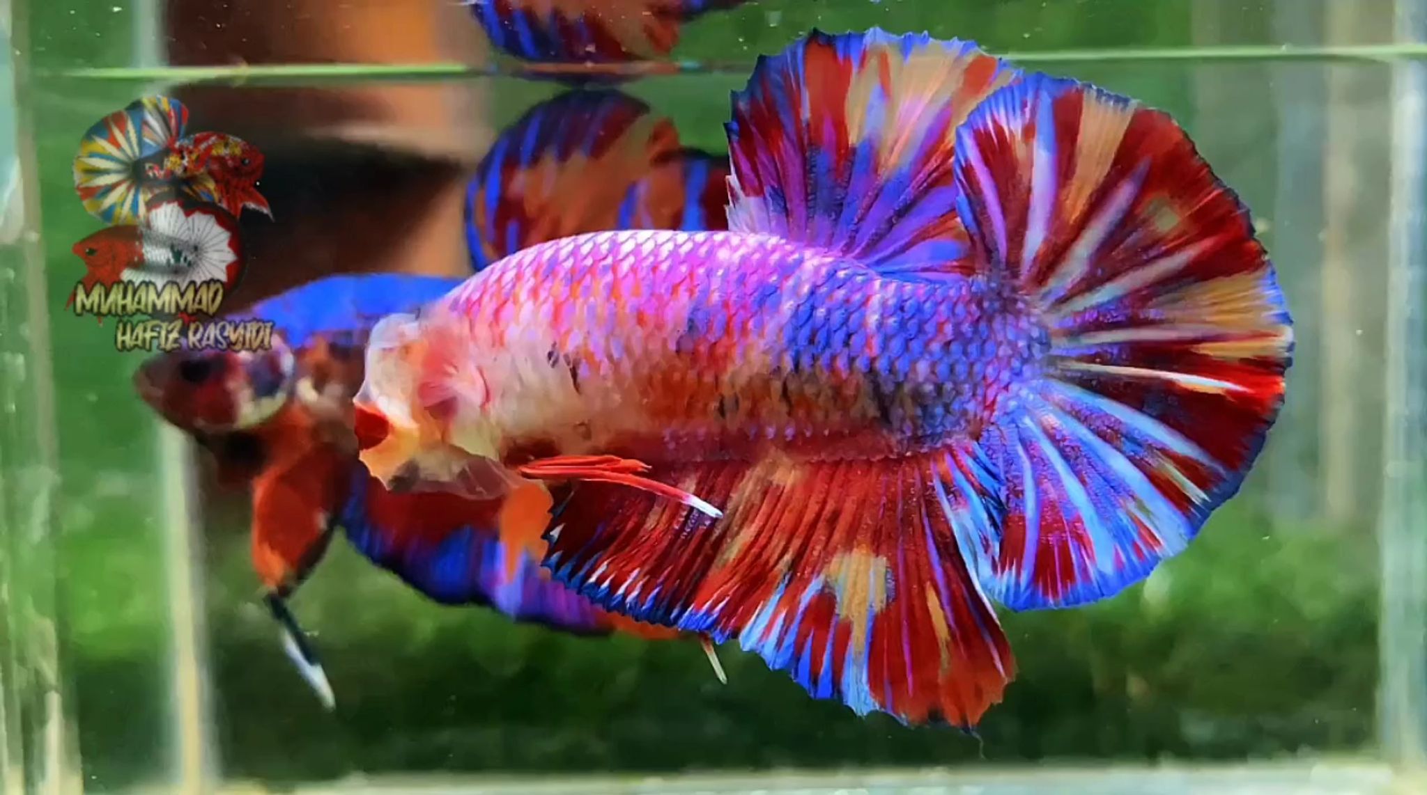 Giant Multicolor