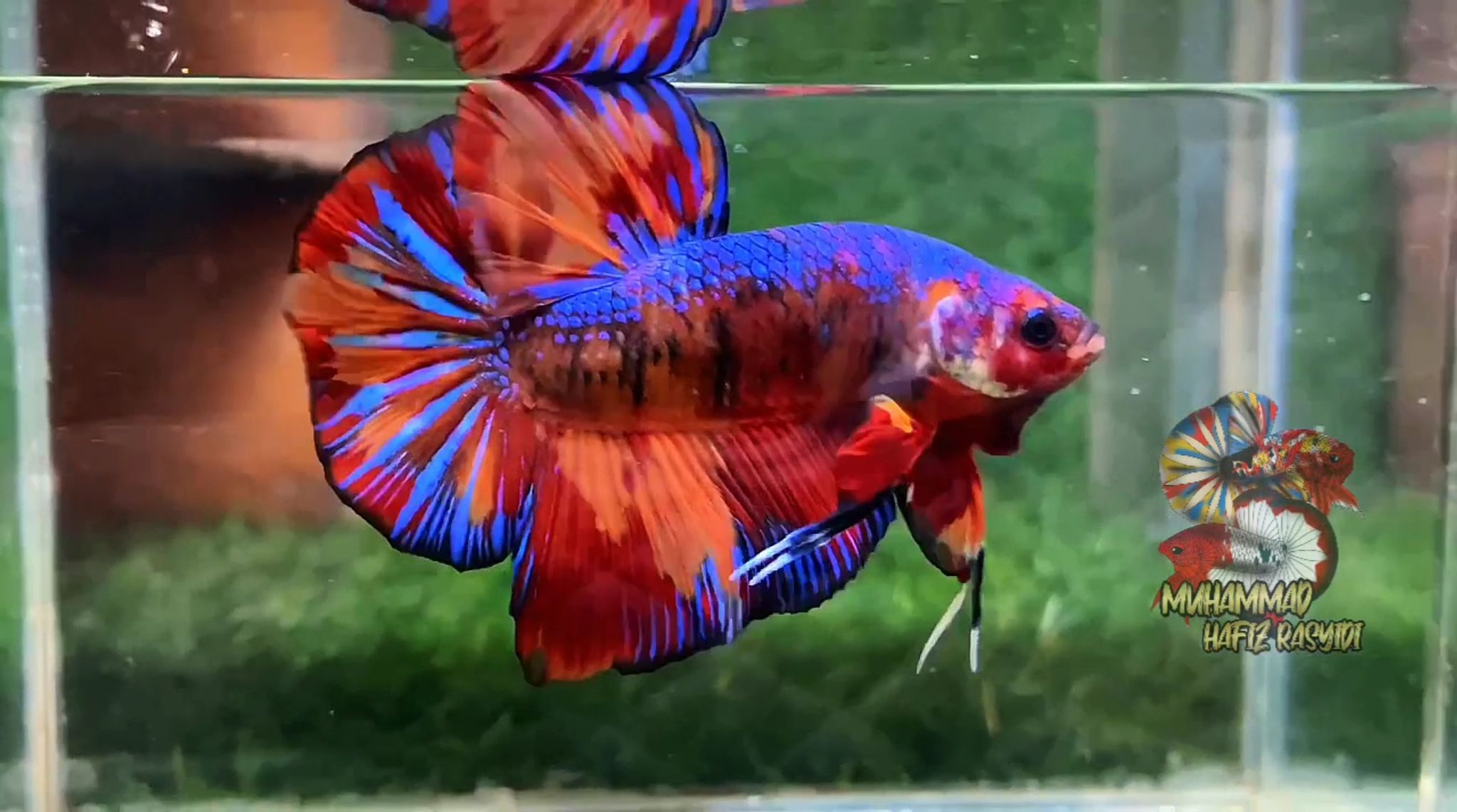 Giant Multicolor