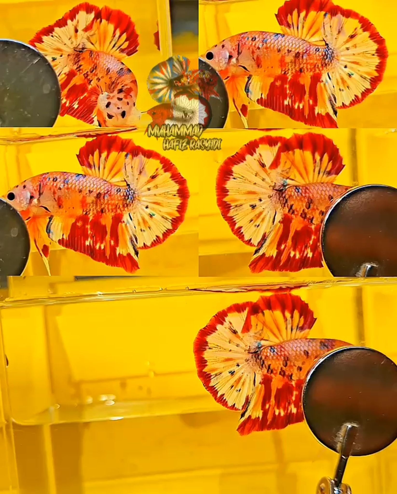 Giant Multicolor