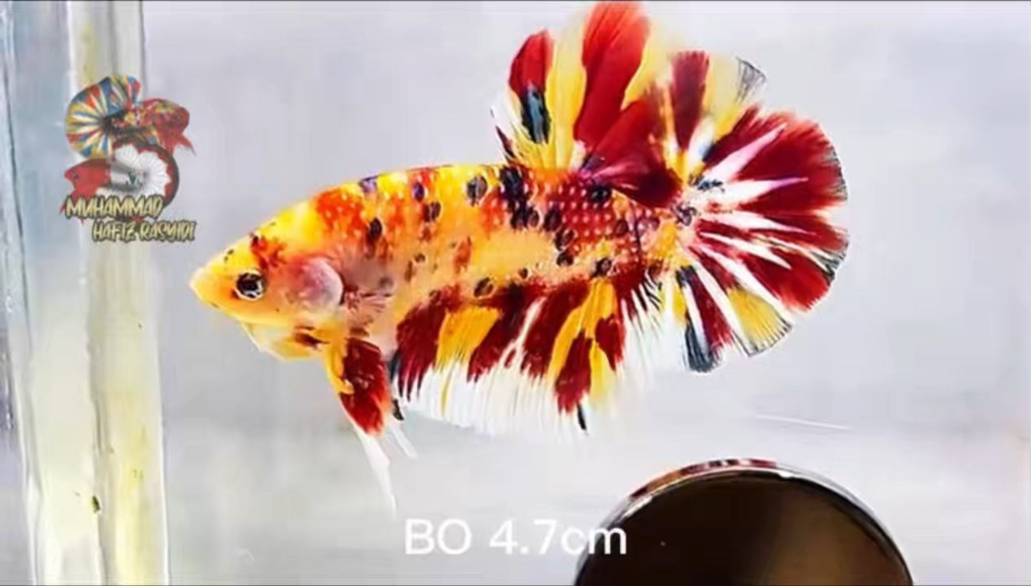 Giant Multicolor
