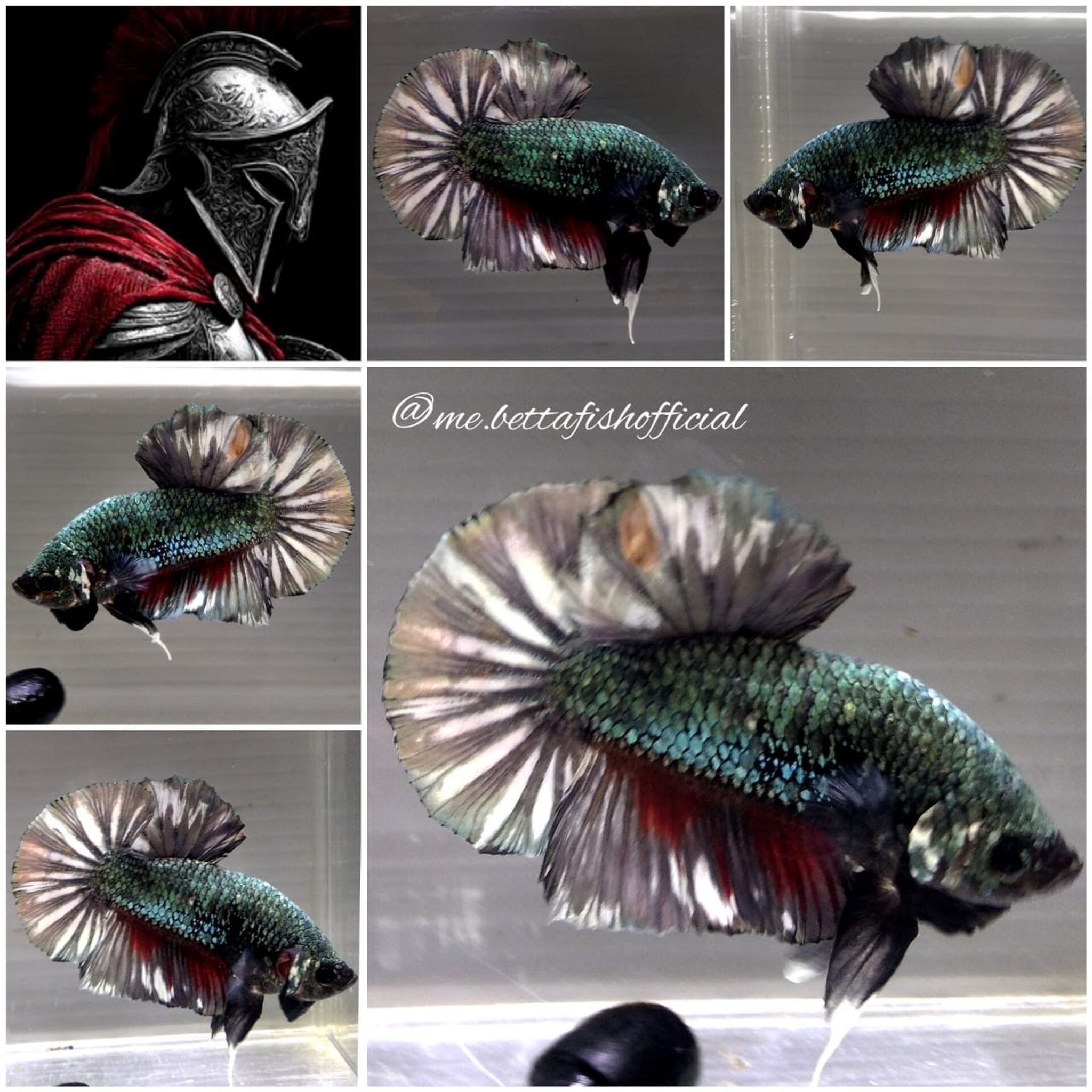 Giant Over Tail Plakat Gladiator Series ( TL 6.5 cm)