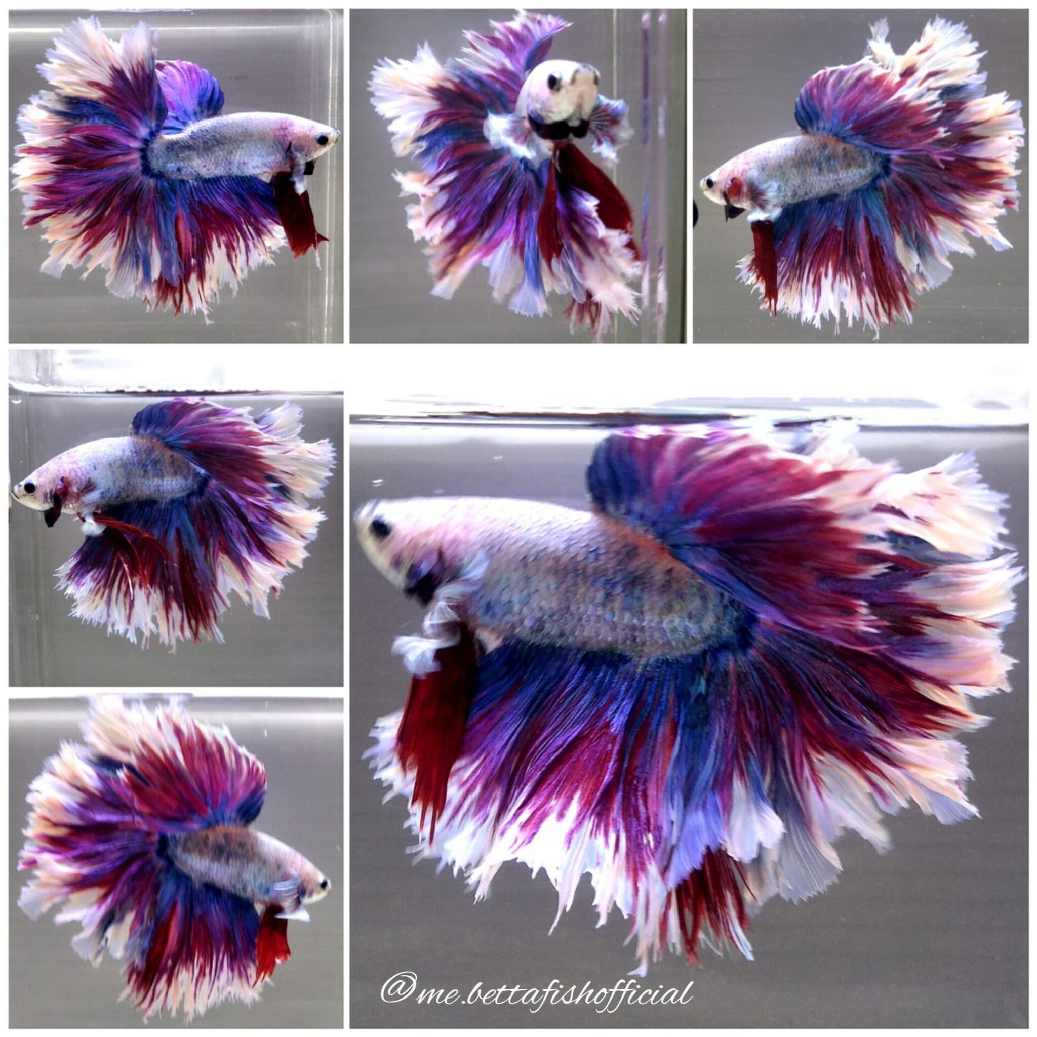 Giant Super Rosetail Grizzly Rainbow Butterfly ( TL 8 cm)
