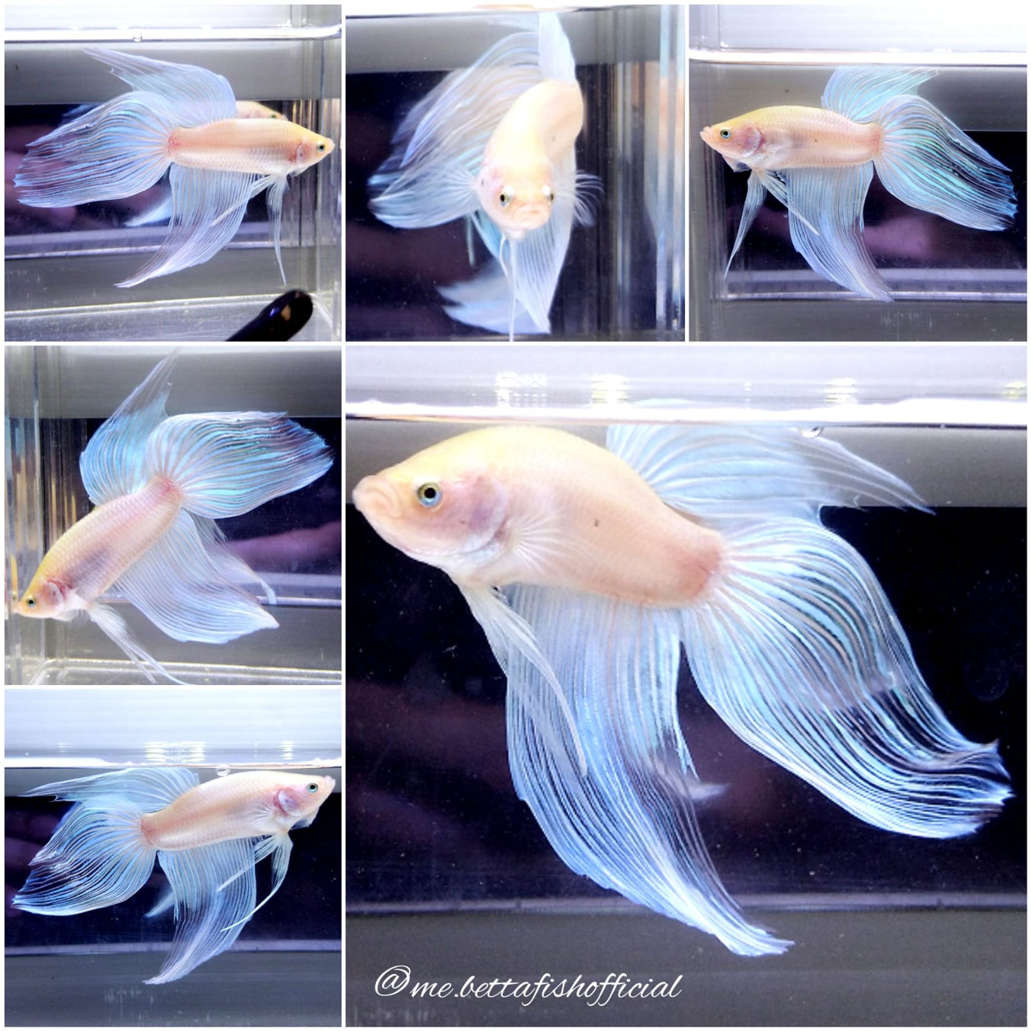 Giant Veil Tail Cellophane ( 10 cm)