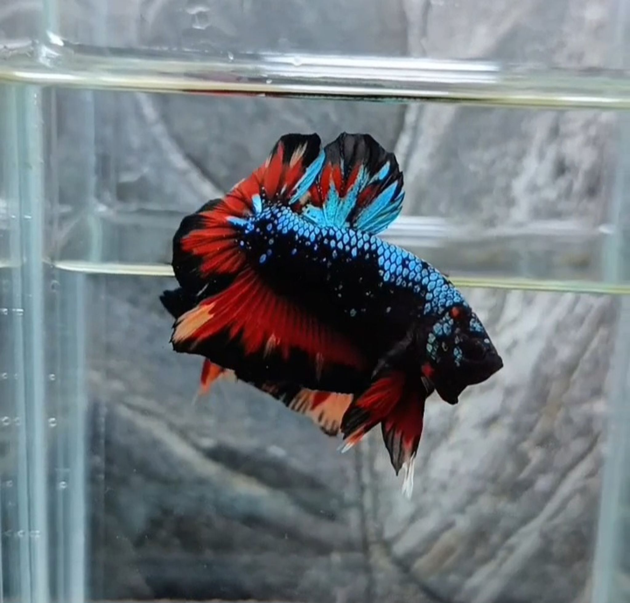 Giant avatar jr