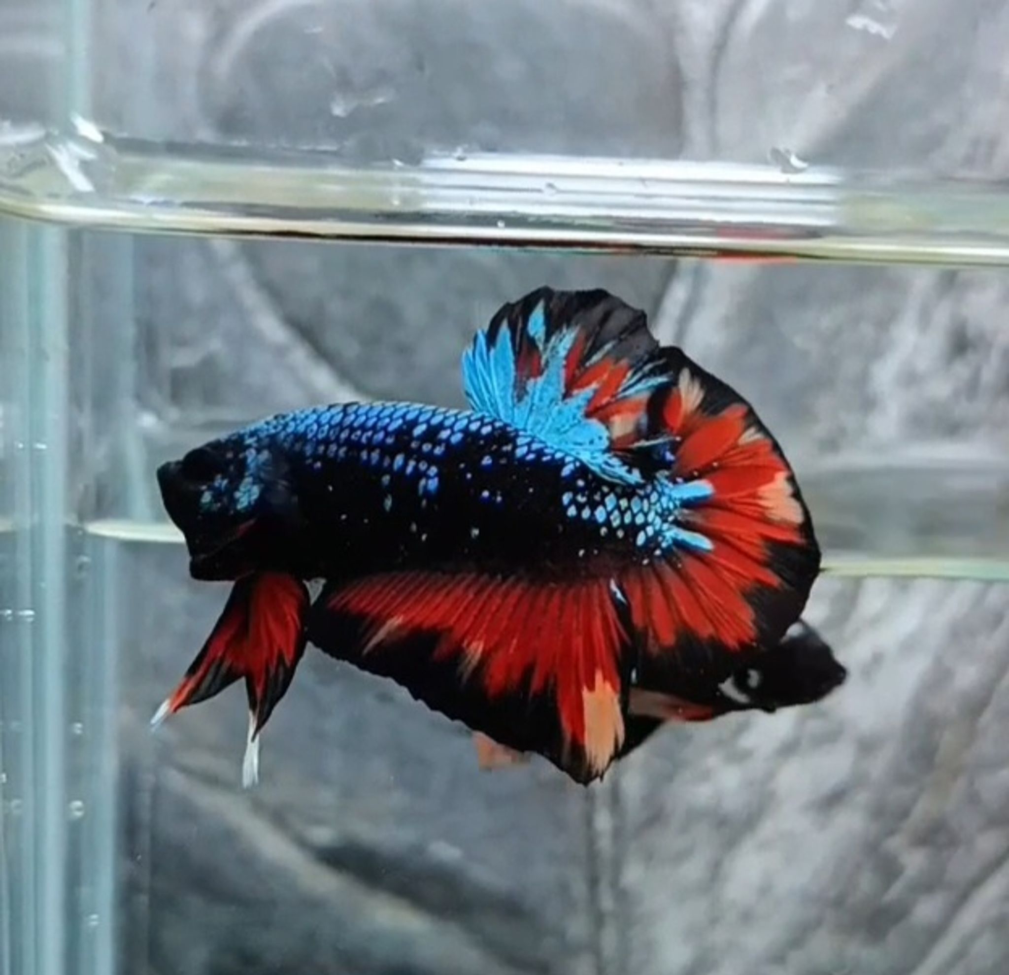 Giant avatar jr