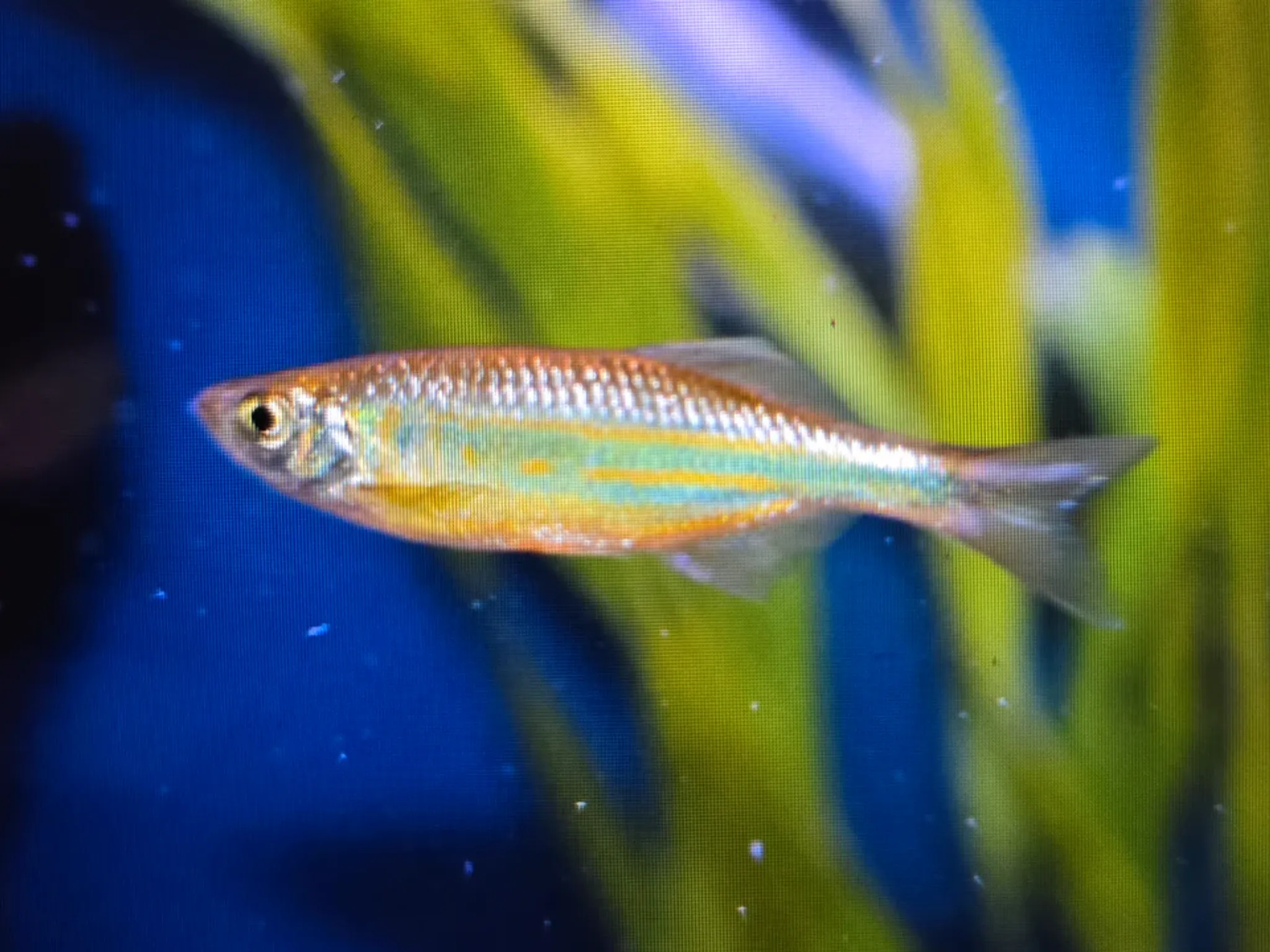 Giant danio