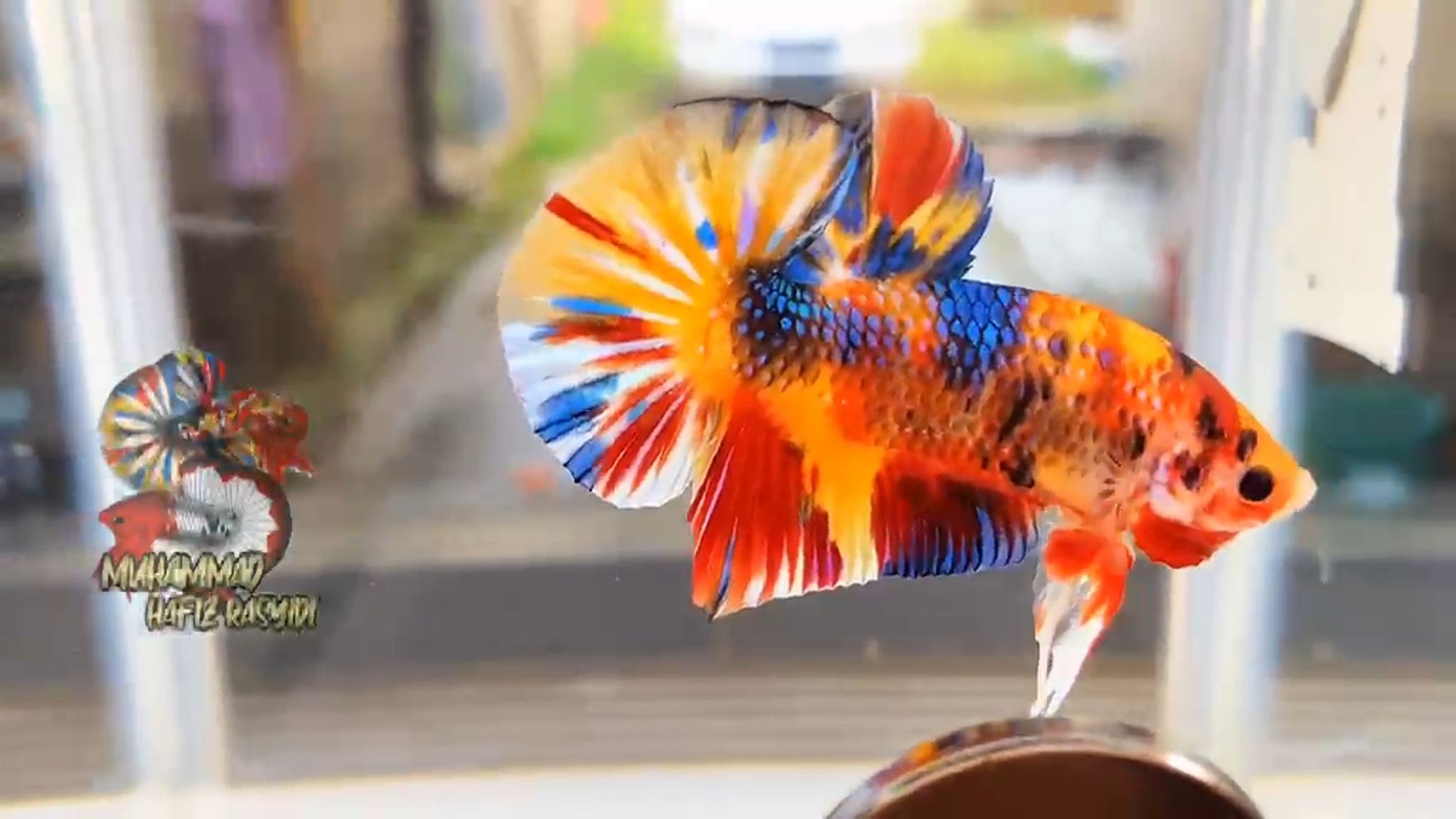 Giant multicolot