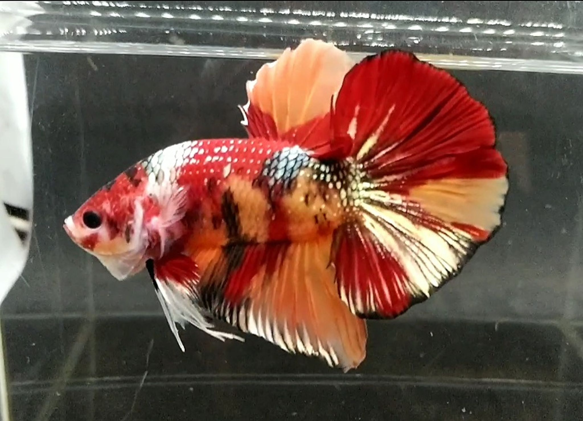 Giant nemo copper hmpk