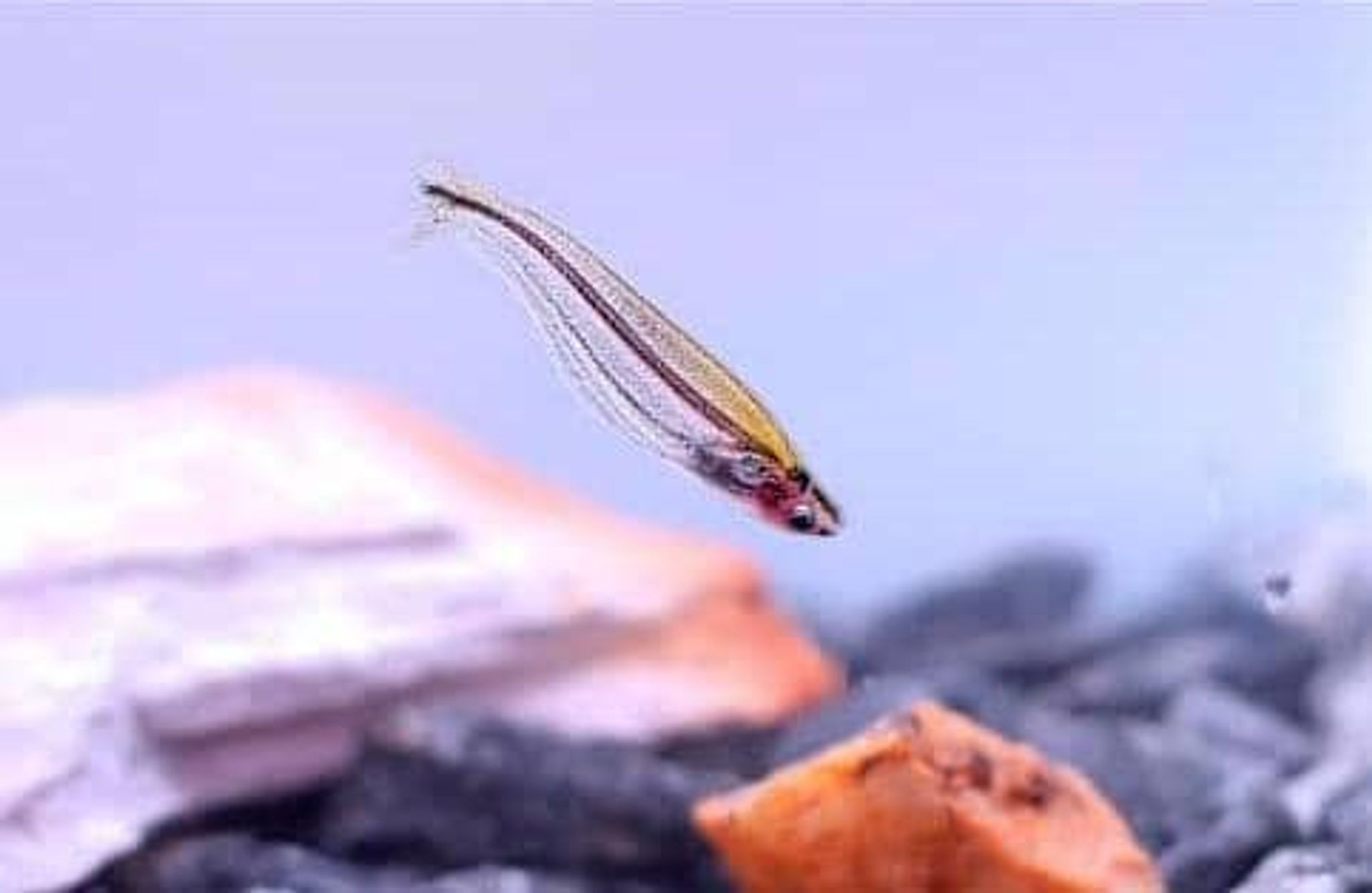 Glass catfish (Paraillia pellucida)